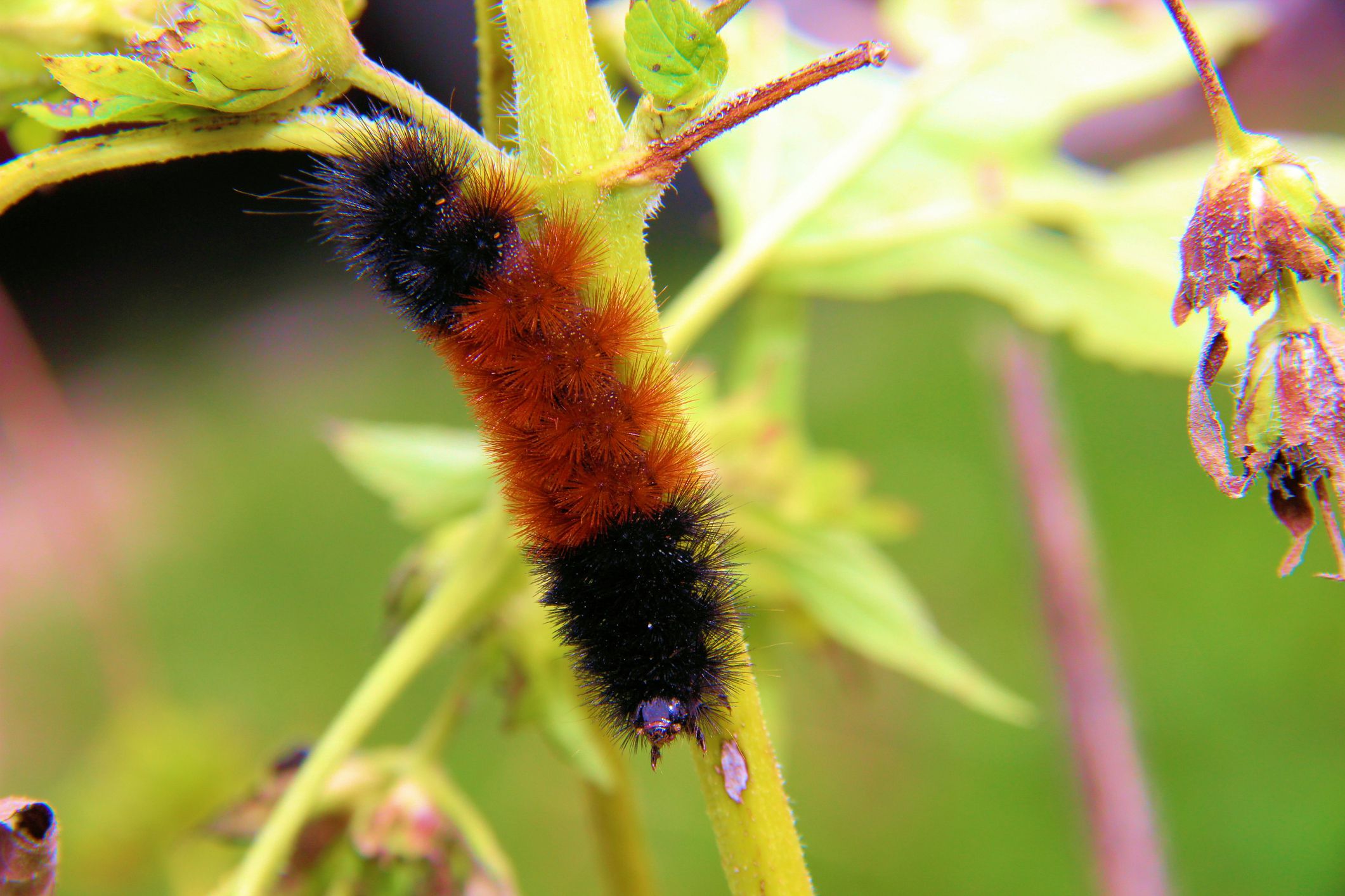 Caterpillar gong down a stalk