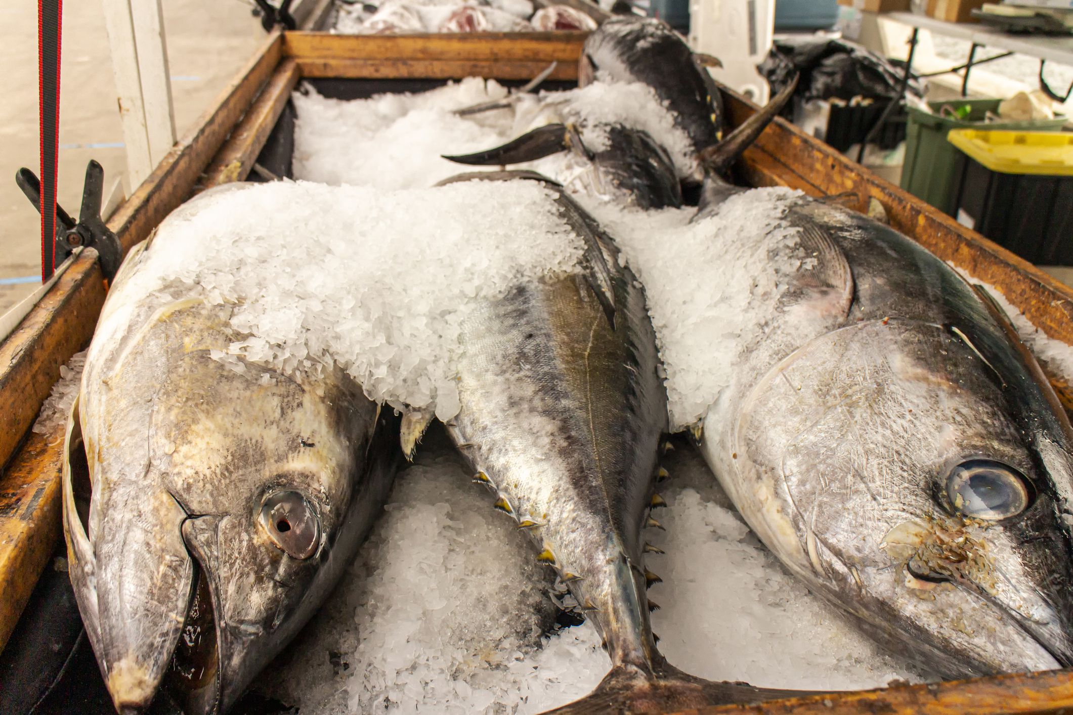 Ahi Tuna on Ice at a fish market as whole fish on ice and in boxes