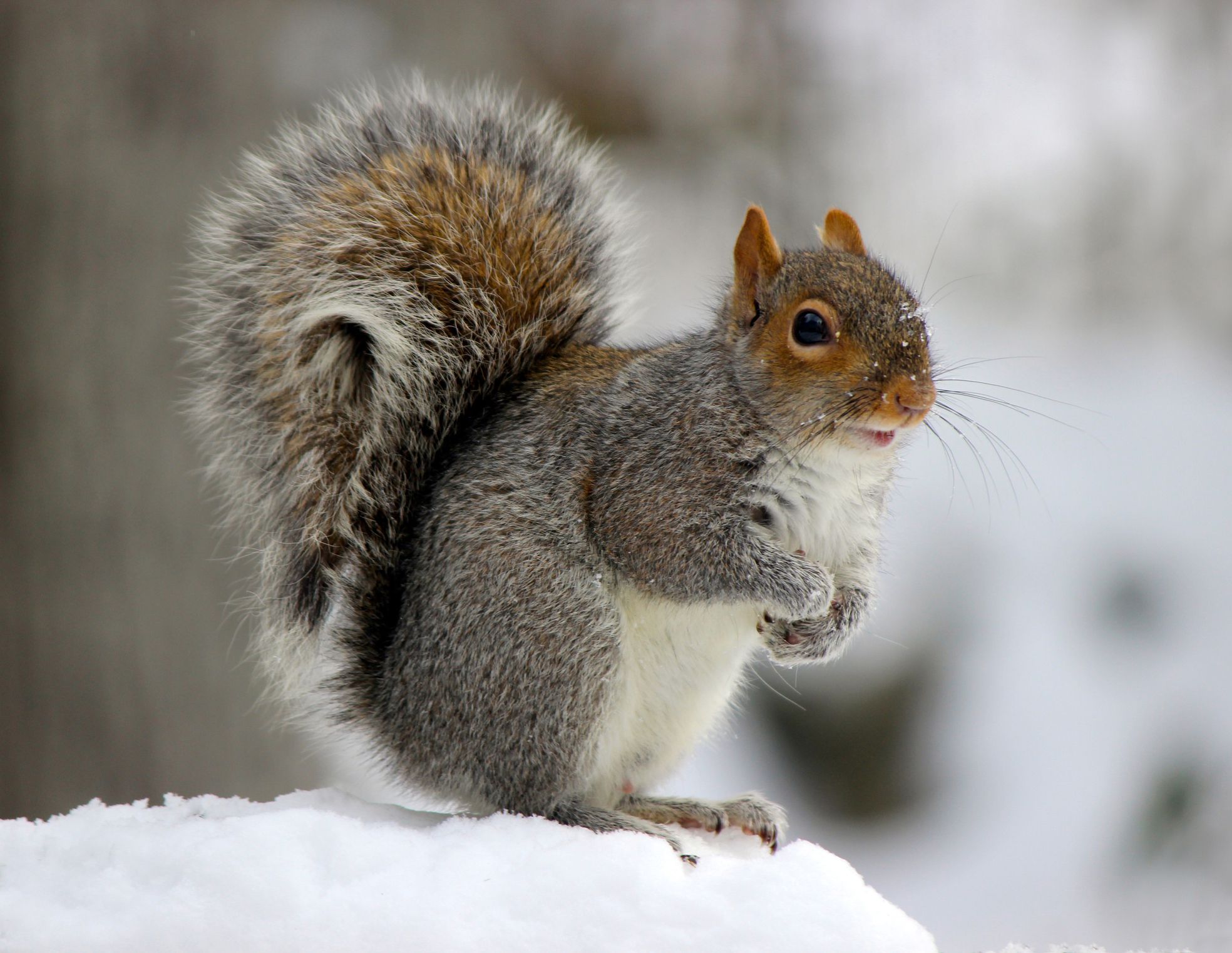 A gray squirrel (Sciurus carolinensis) with a fluffy tail sits on snow in winter.
