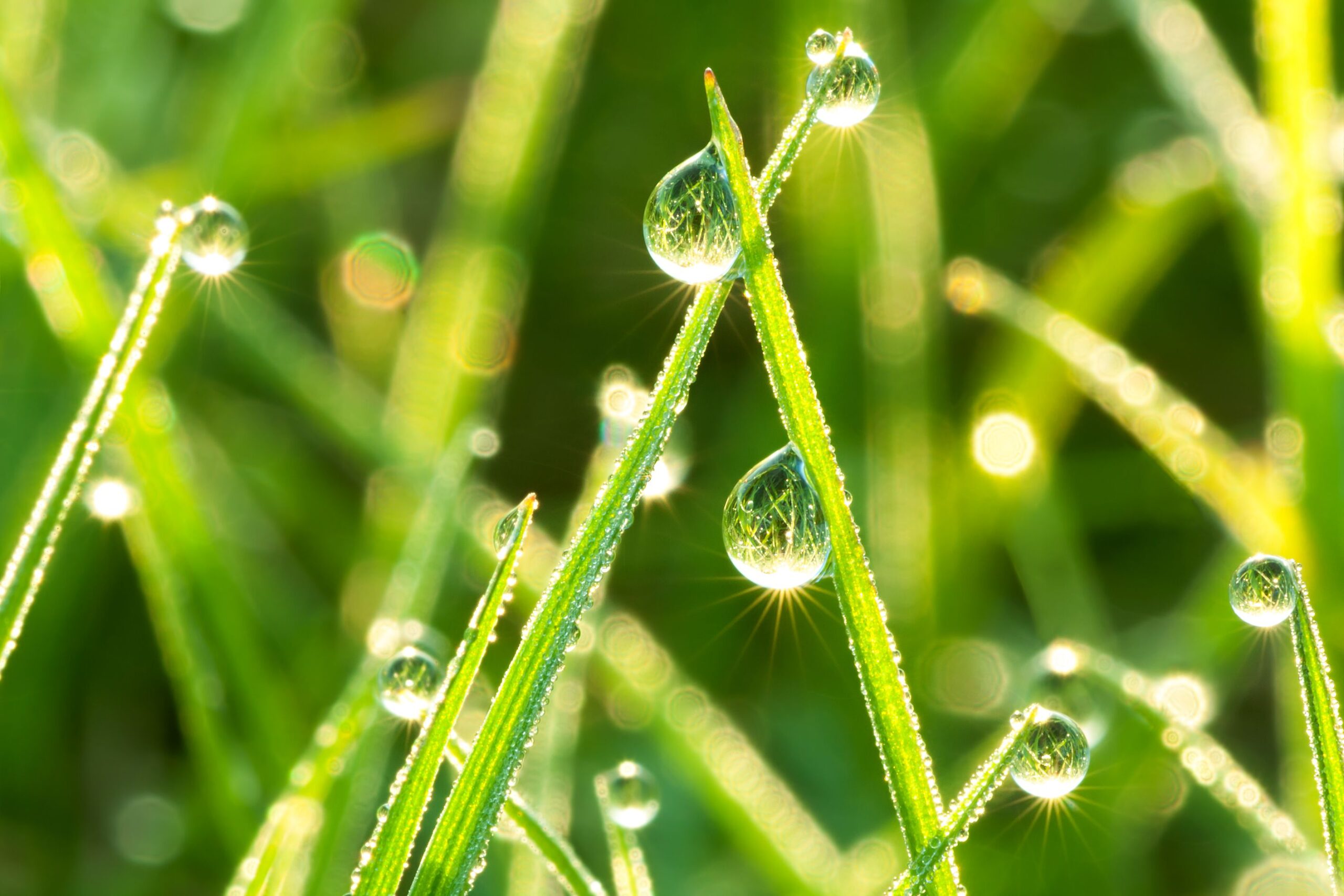 the green background from a grass on a lawn close up