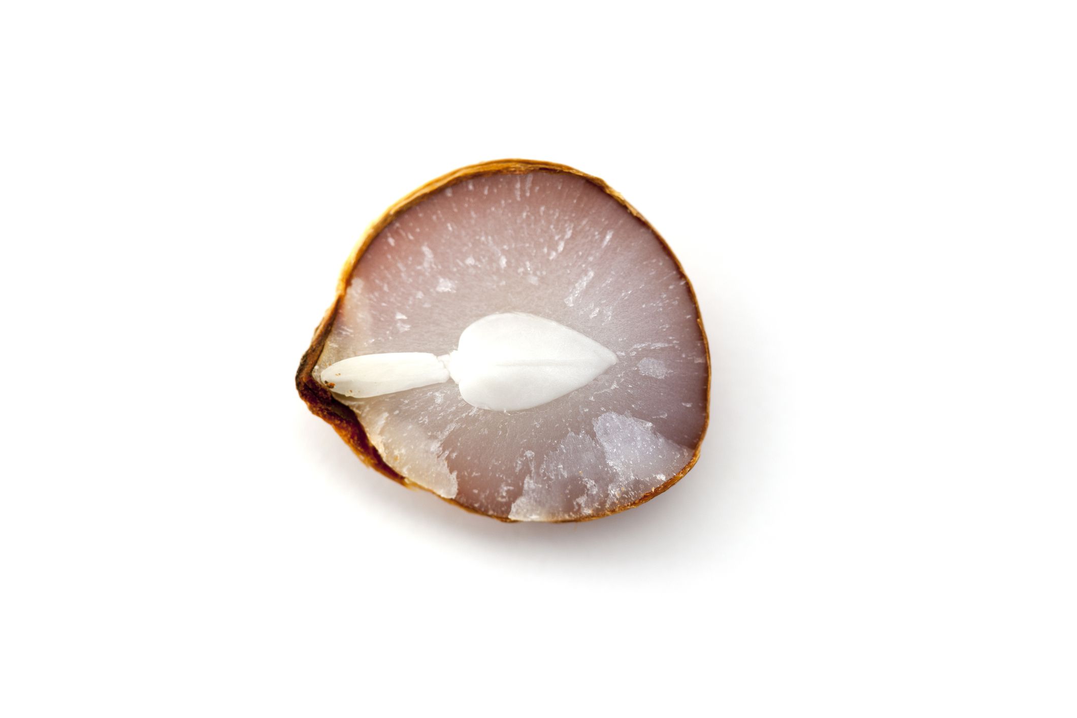 persimmon seed,