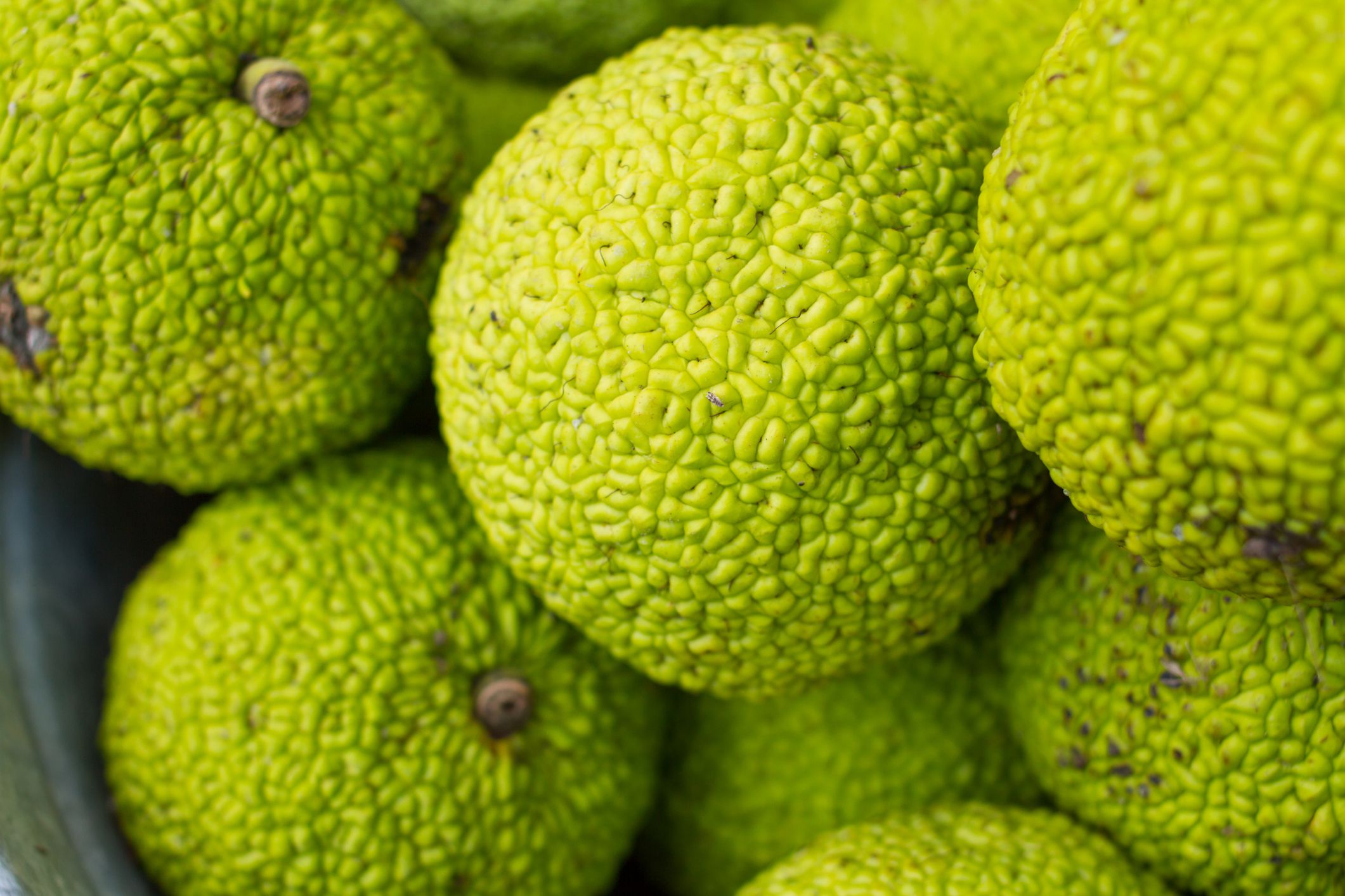 osage orange fruits (maclura pomifera)