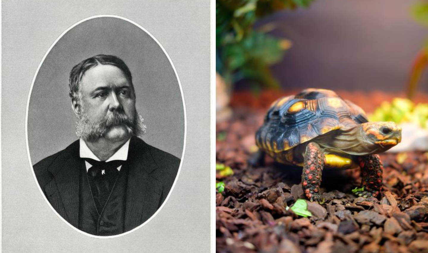 Chester A. Arthur and Turtle Steak
