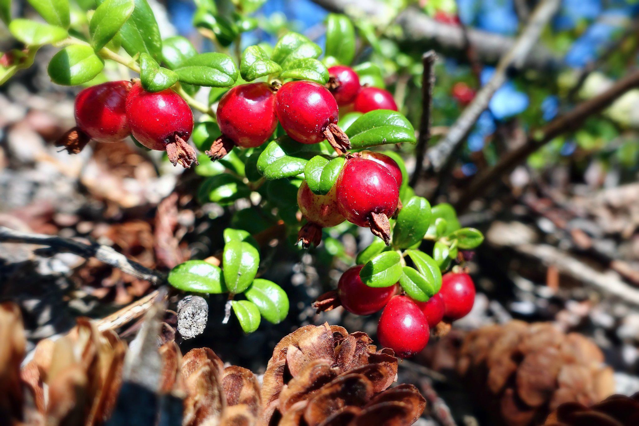 Close up of wild cranberries in the forest floor.