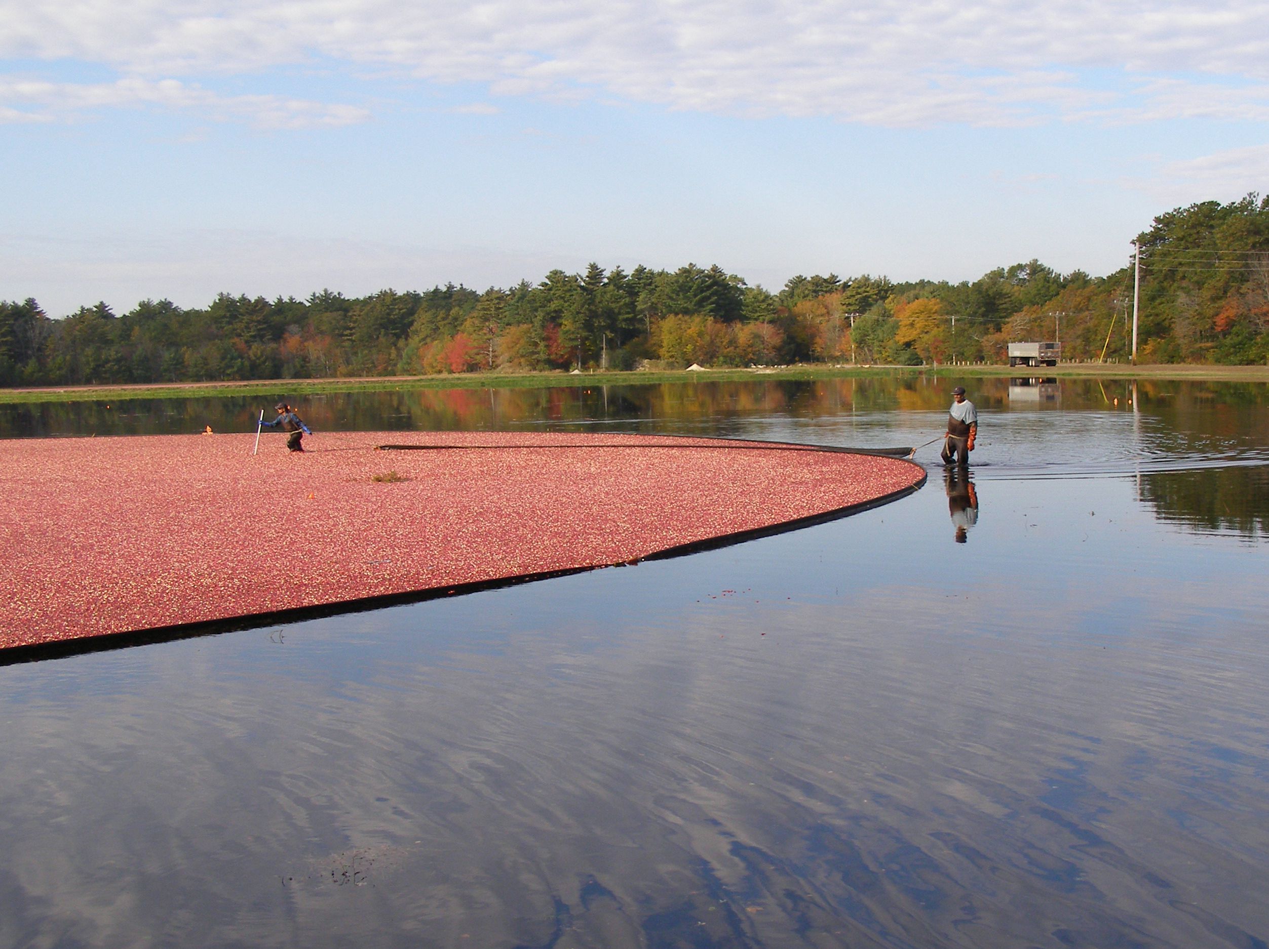 Cranberry harvest near Buzzards Bay, Massachusetts