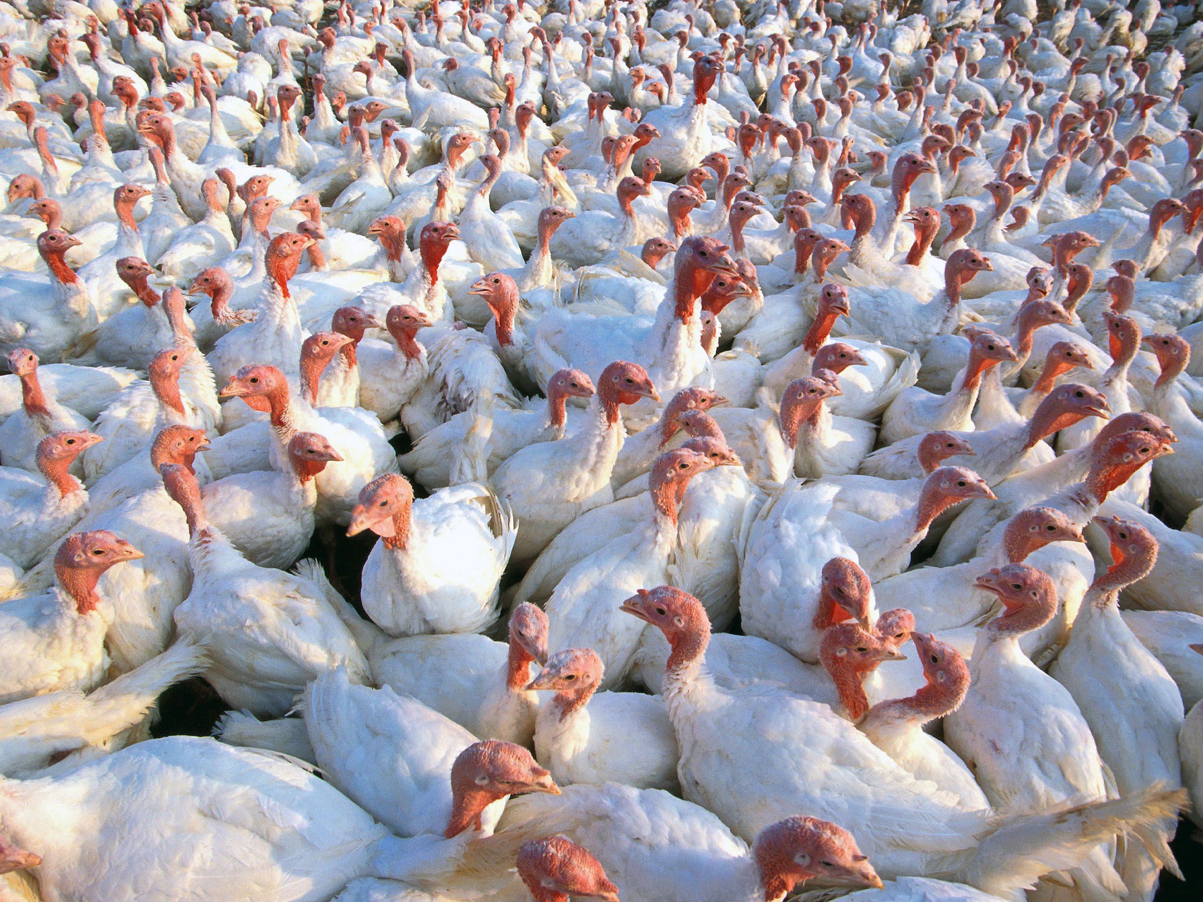 Modern domestic turkeys under commercial conditions