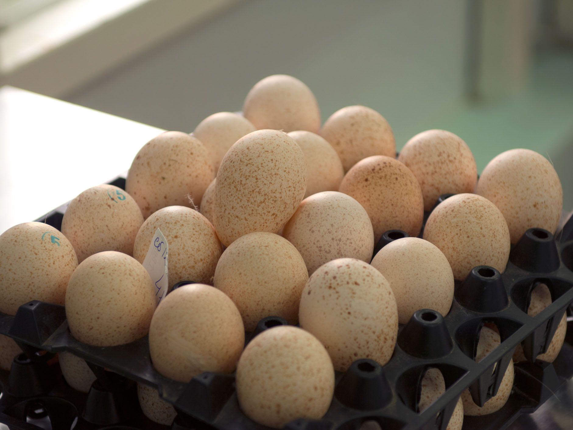 Turkey eggs
