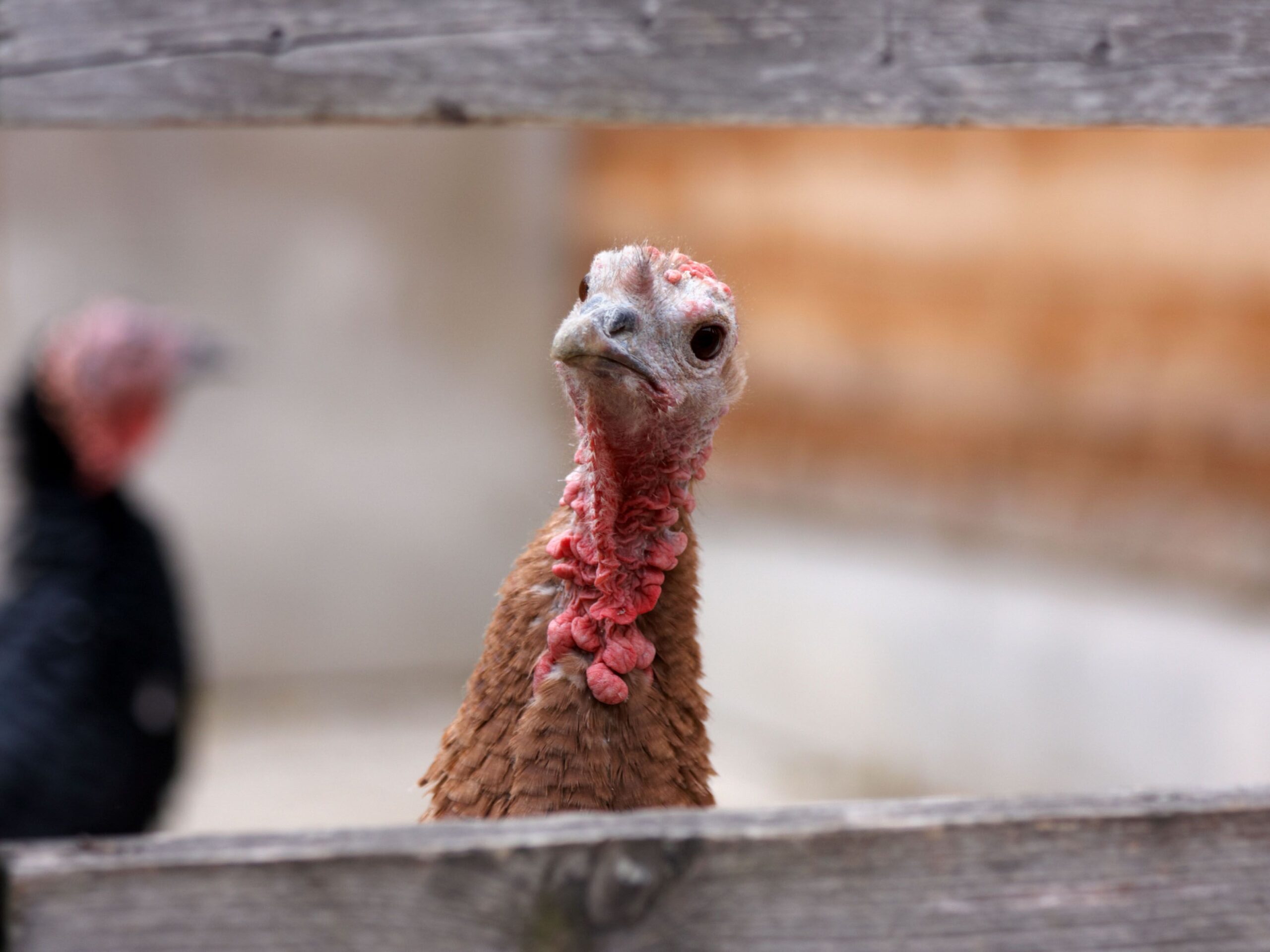 Portrait of a captive turkey behind a wooden fence