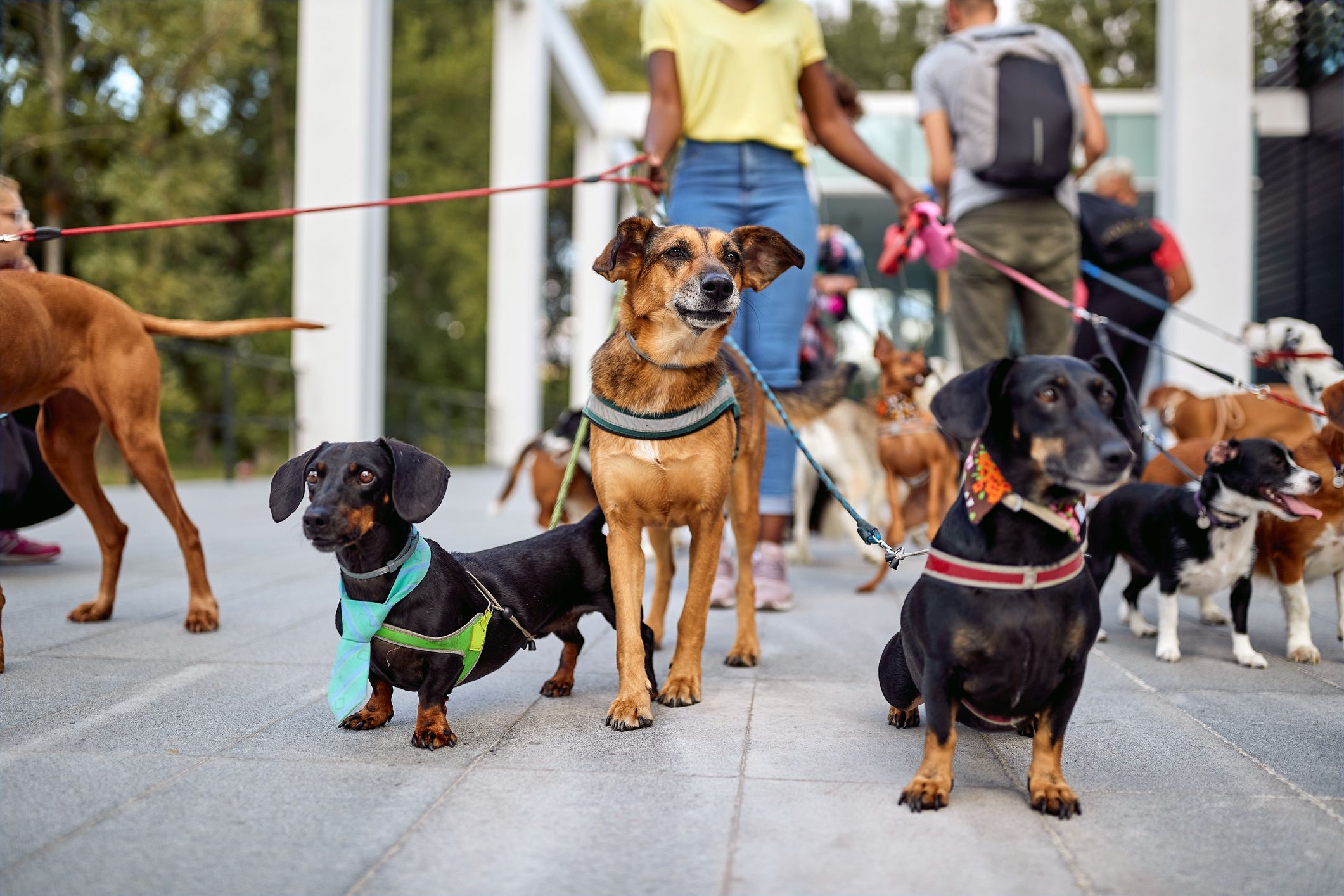 Happy dogs walking outdoors and enjoying with dog walker