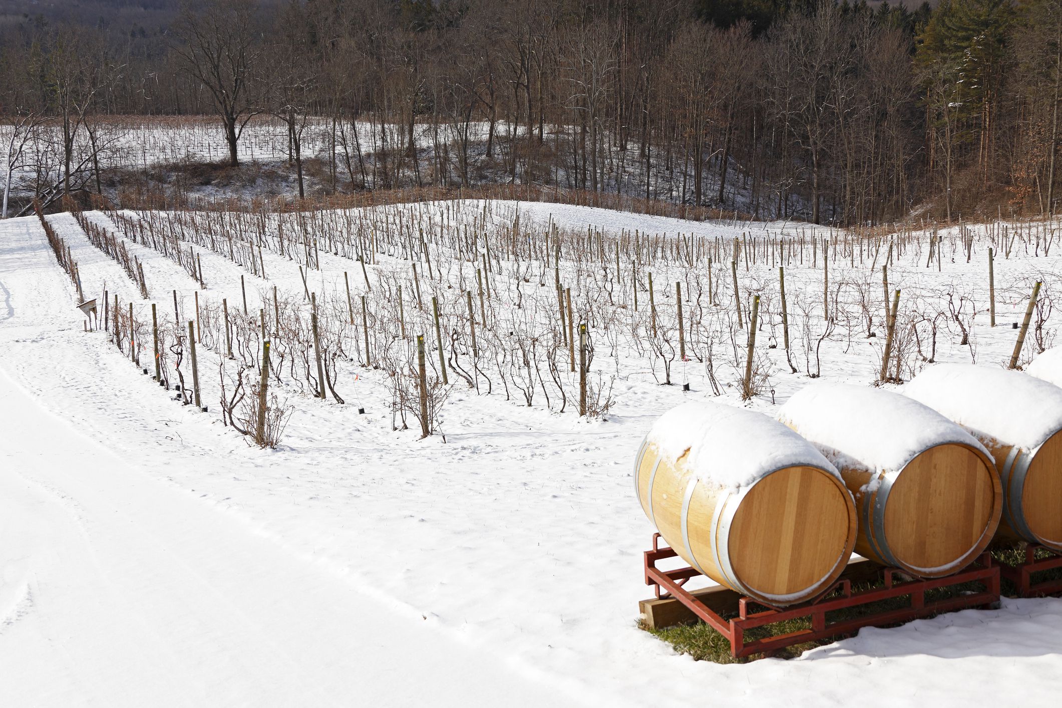 Winter vineyard landscape near Ithaca (NYS) with bare, snow-covered vines. In the foreground, snow-covered barrels of wine (ice wine). In the background, a stand of bare trees. Horizontal, copy space.