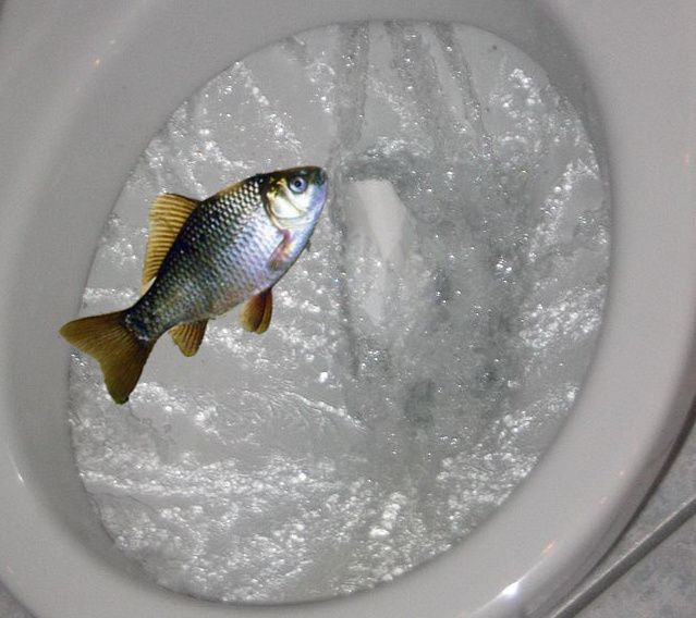 Fish in toilet
