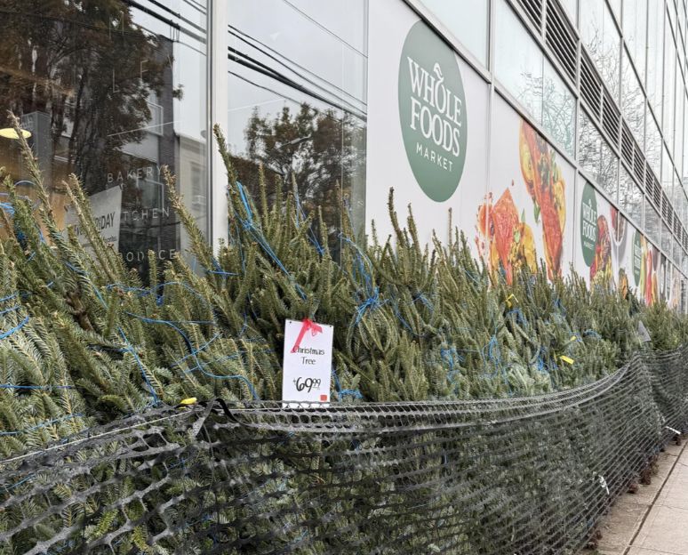 Christmas trees at Whole Foods