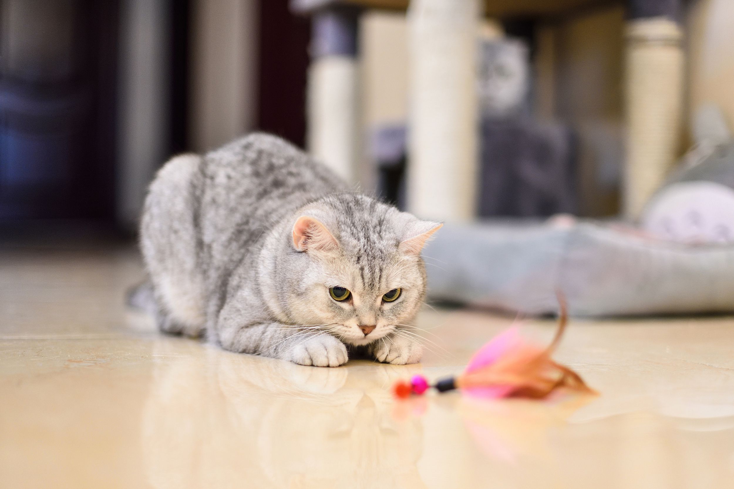 Gray-white tabby cat is playing with a cat feather toy, selective focus, on a beige floor, grey cat pillow and chair legs blurred in the background