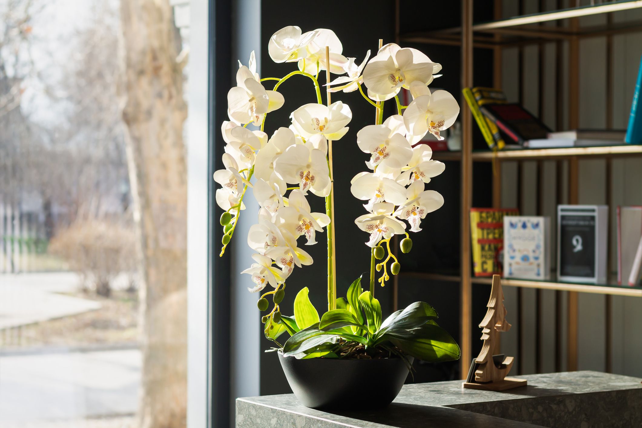 Sunlight on a large white potted orchid on a stone desk selective focus in a home office, bookshelf on the right, large window on the left, sunny winter day scene through the window
