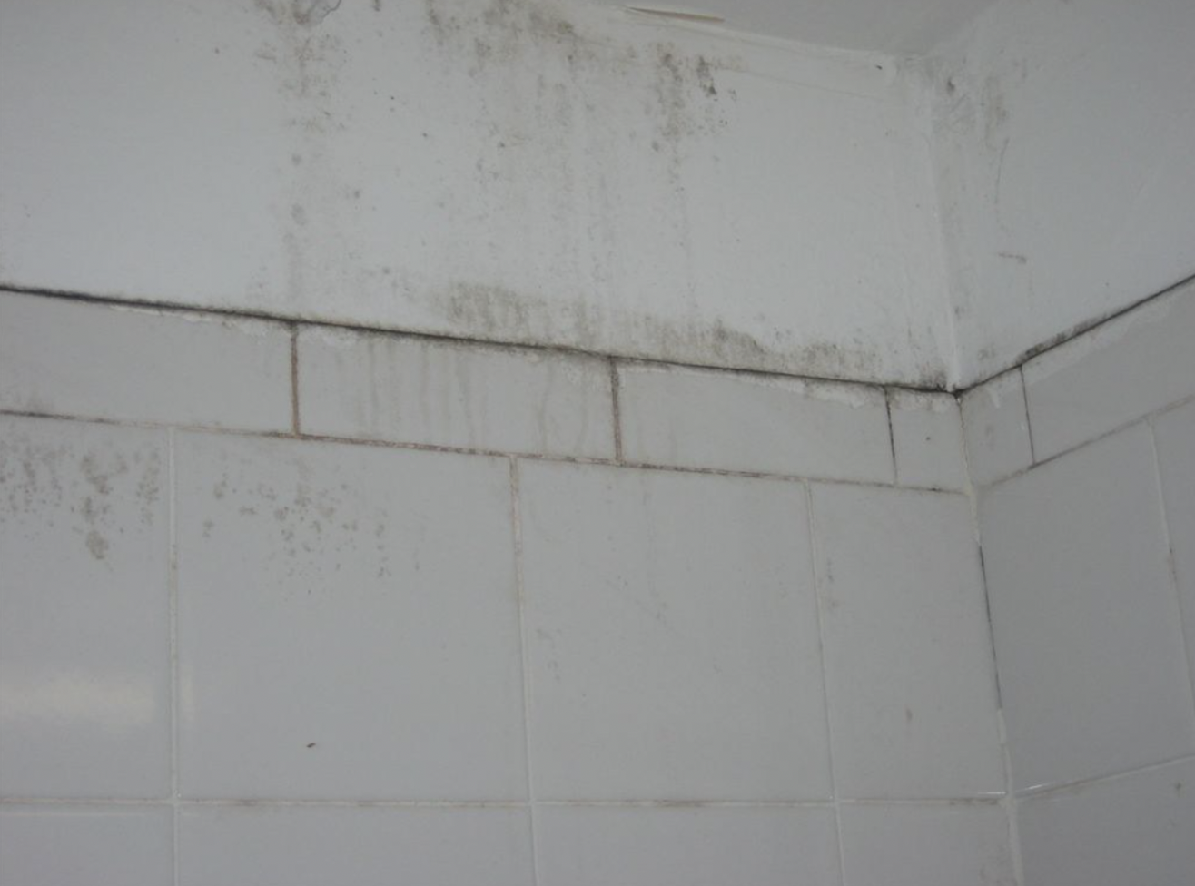 Shower mildew