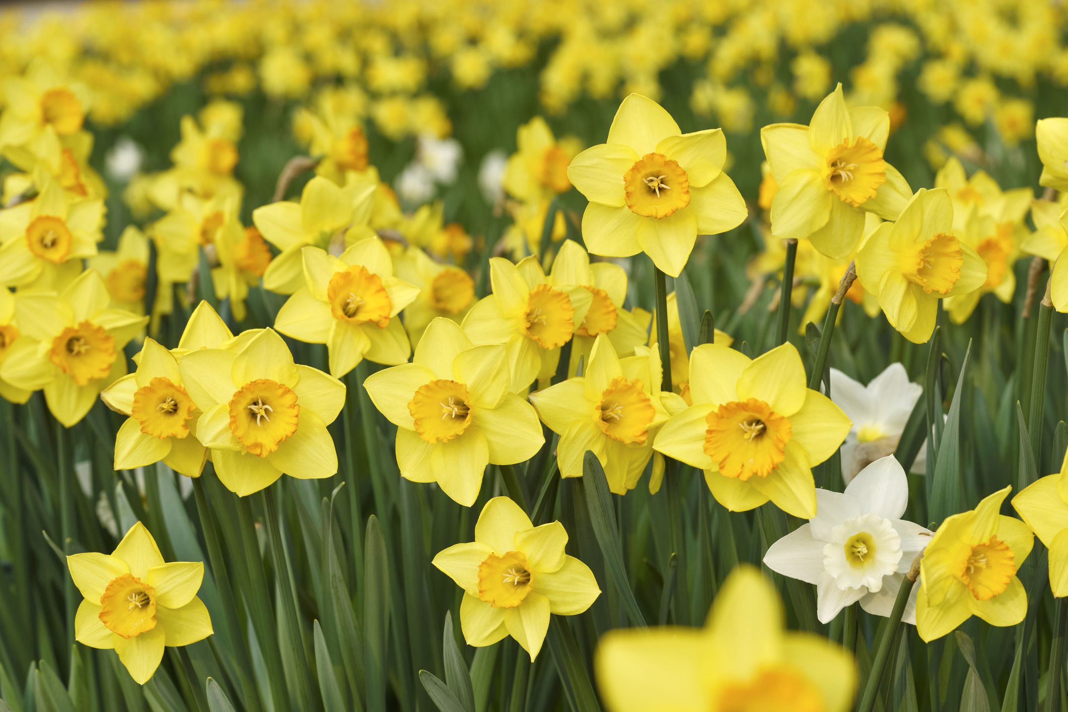daffodil flowers