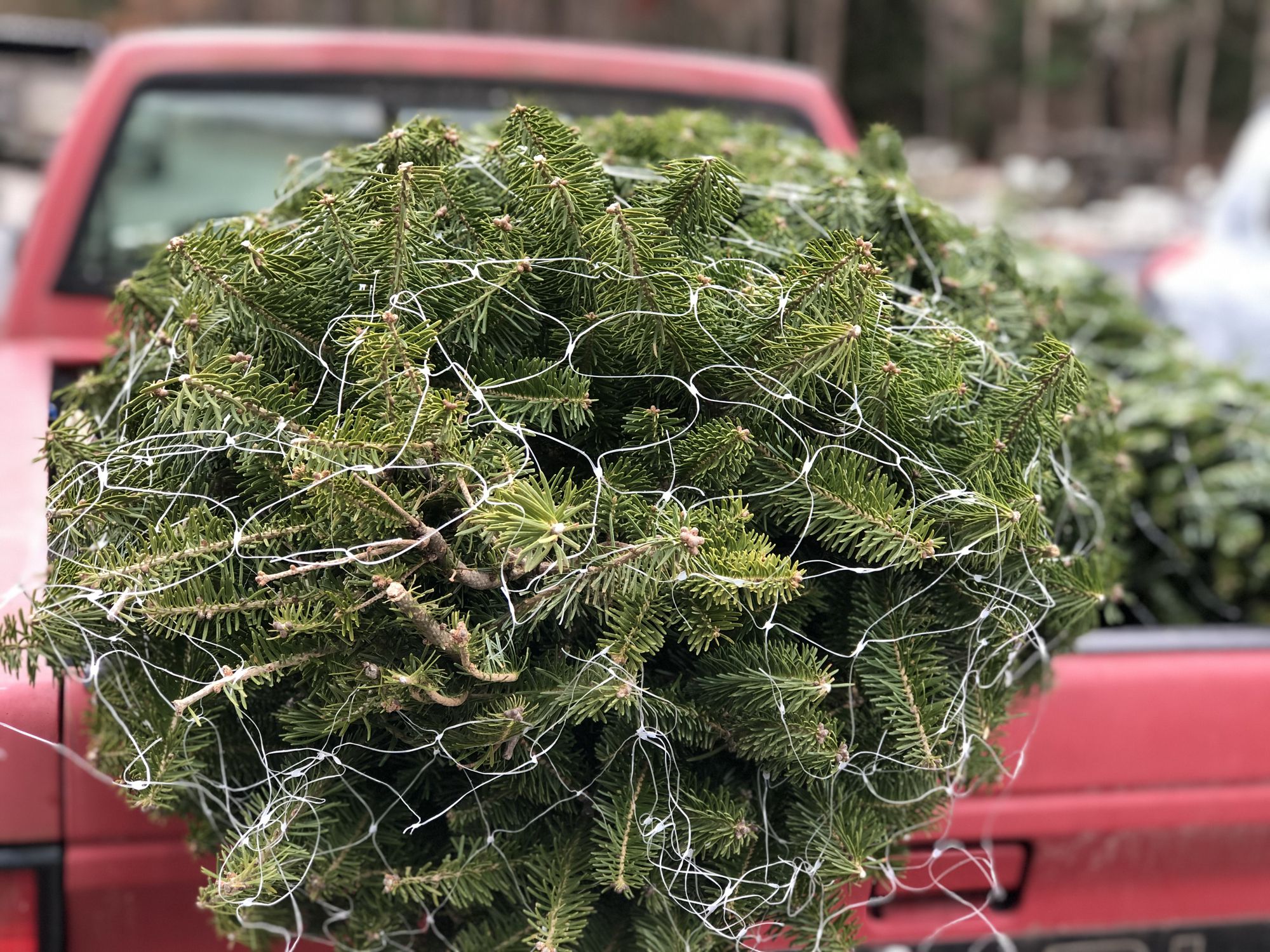 A Christmas tree in the back of a pick up truck