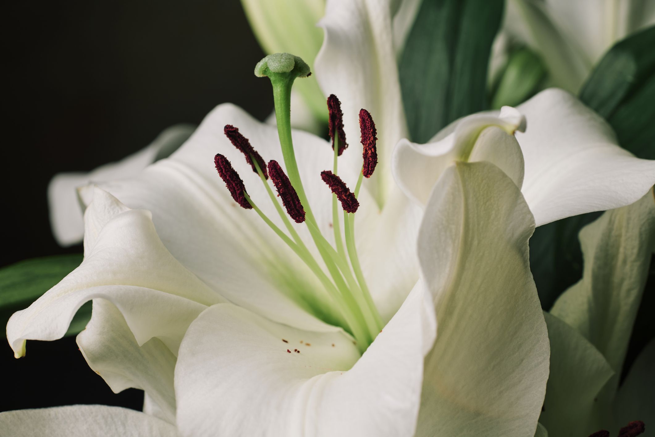 Close up detail of the stigma of a white Lilly flower. Photographed with a 50mm Zeiss macro lens on a Nikon D850, lit with studio lighting.