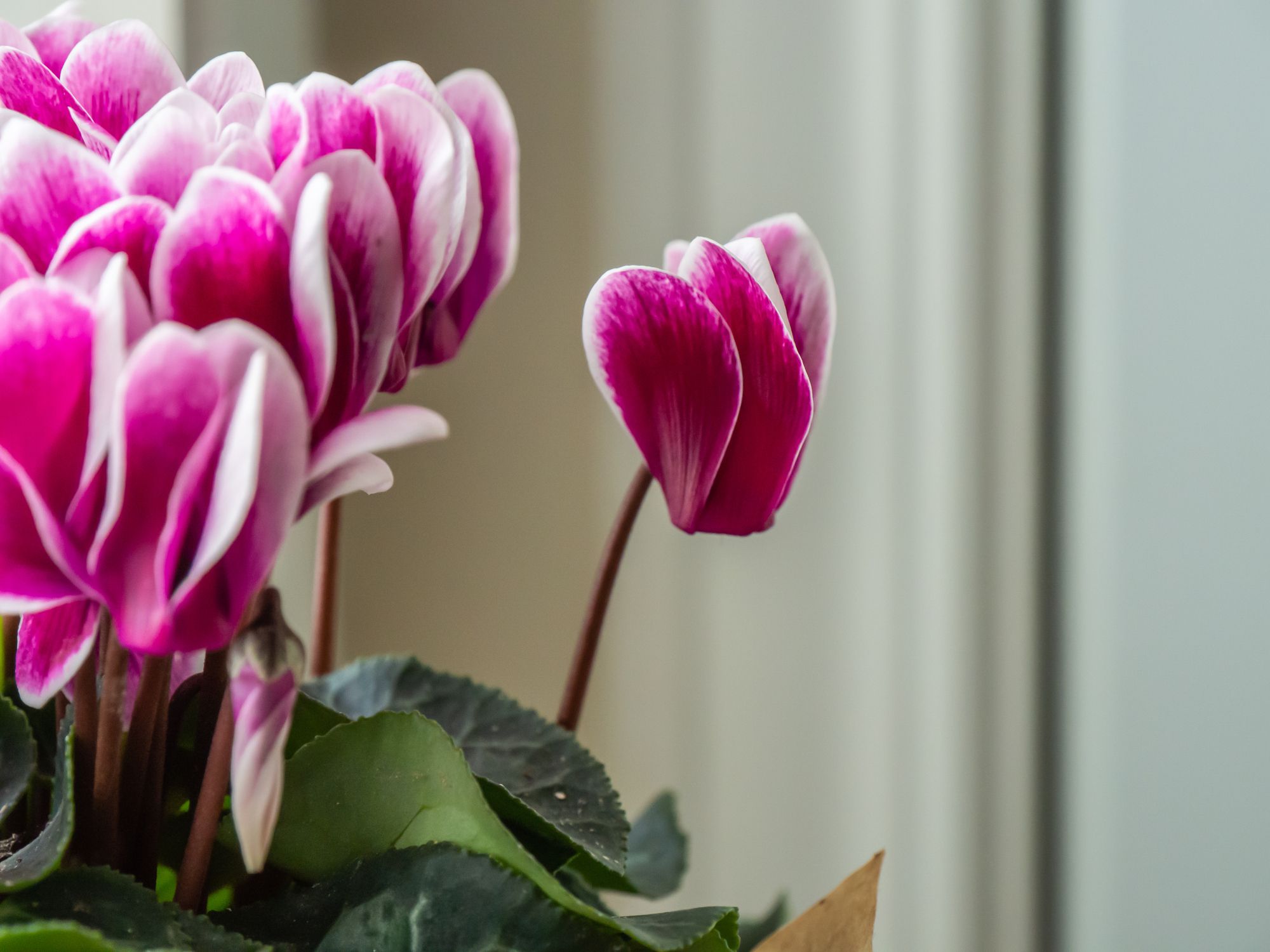 Close-up of the pink and white flowers on a ivy-leaved cyclamen houseplant with a blurred background.
