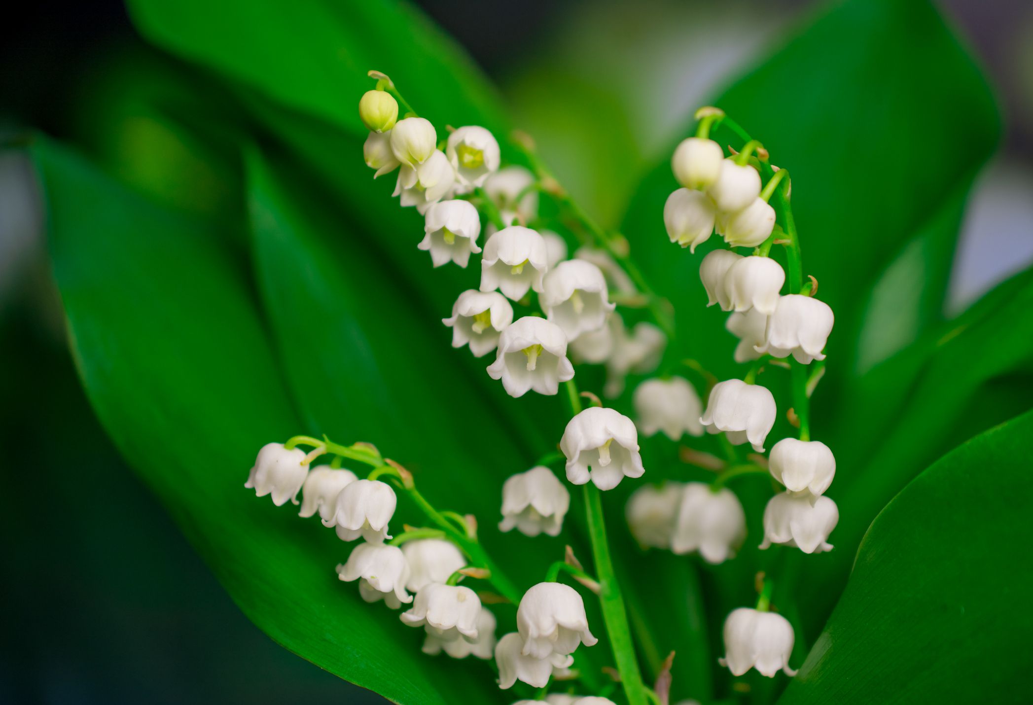 beautiful spring natural flowers background