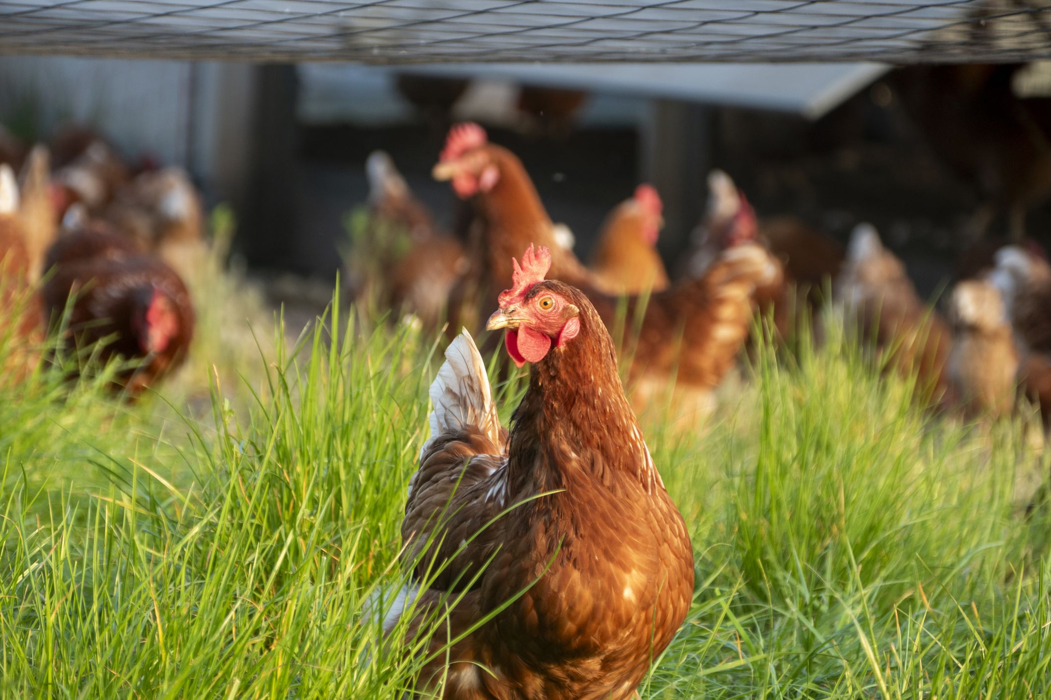 Happy free-range chickens enjoying nature in the lush grass in the evening sun