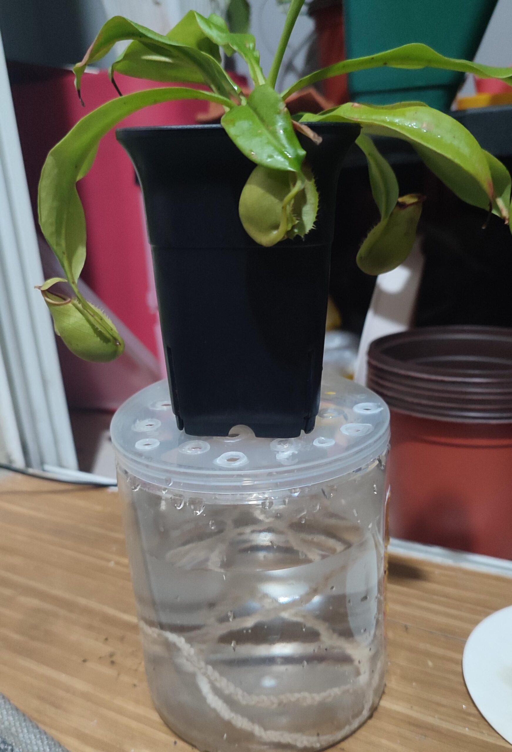 Self-Watering DIY Pot