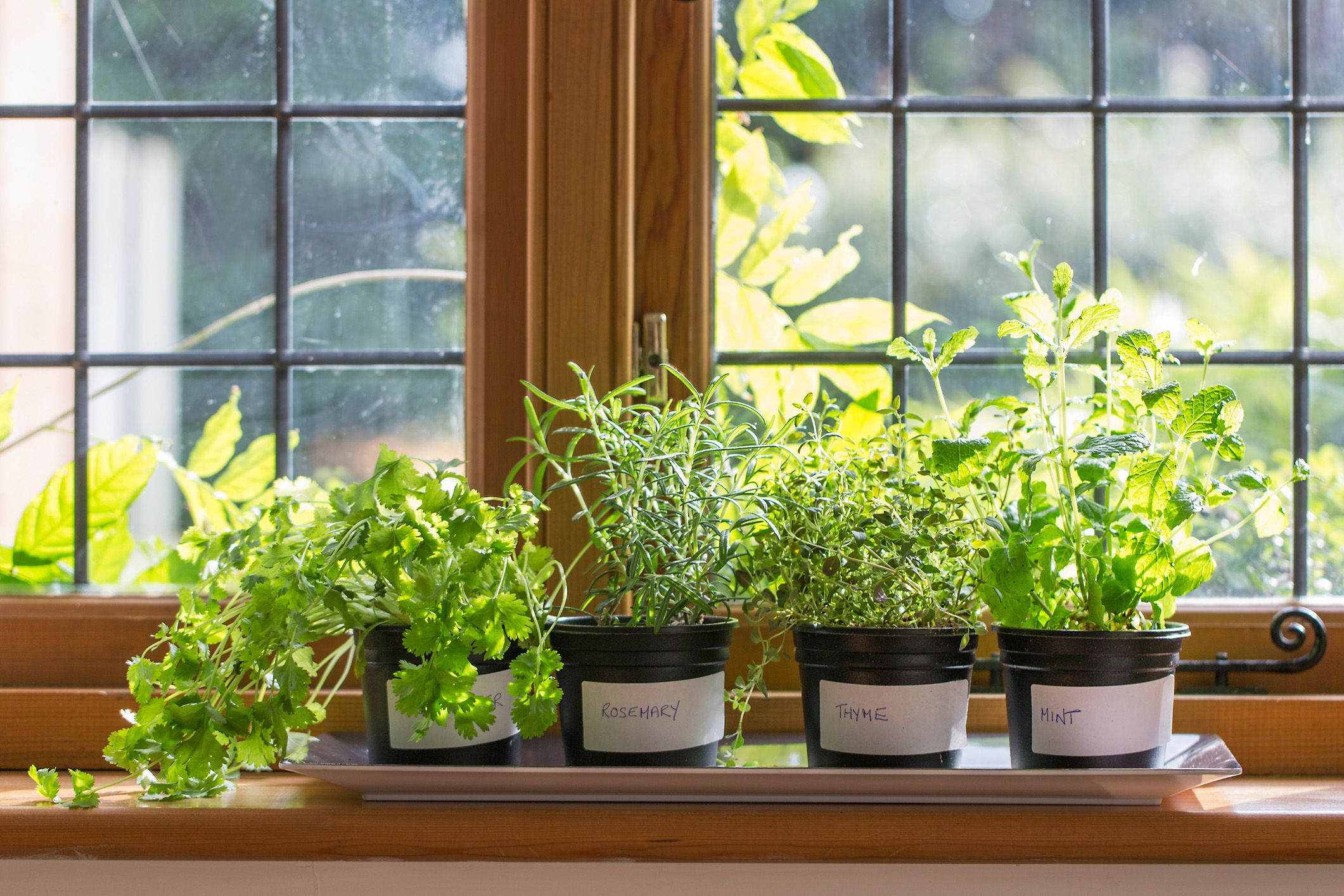 Herbs on a wood windowsill in small black pots with sun shining through the window