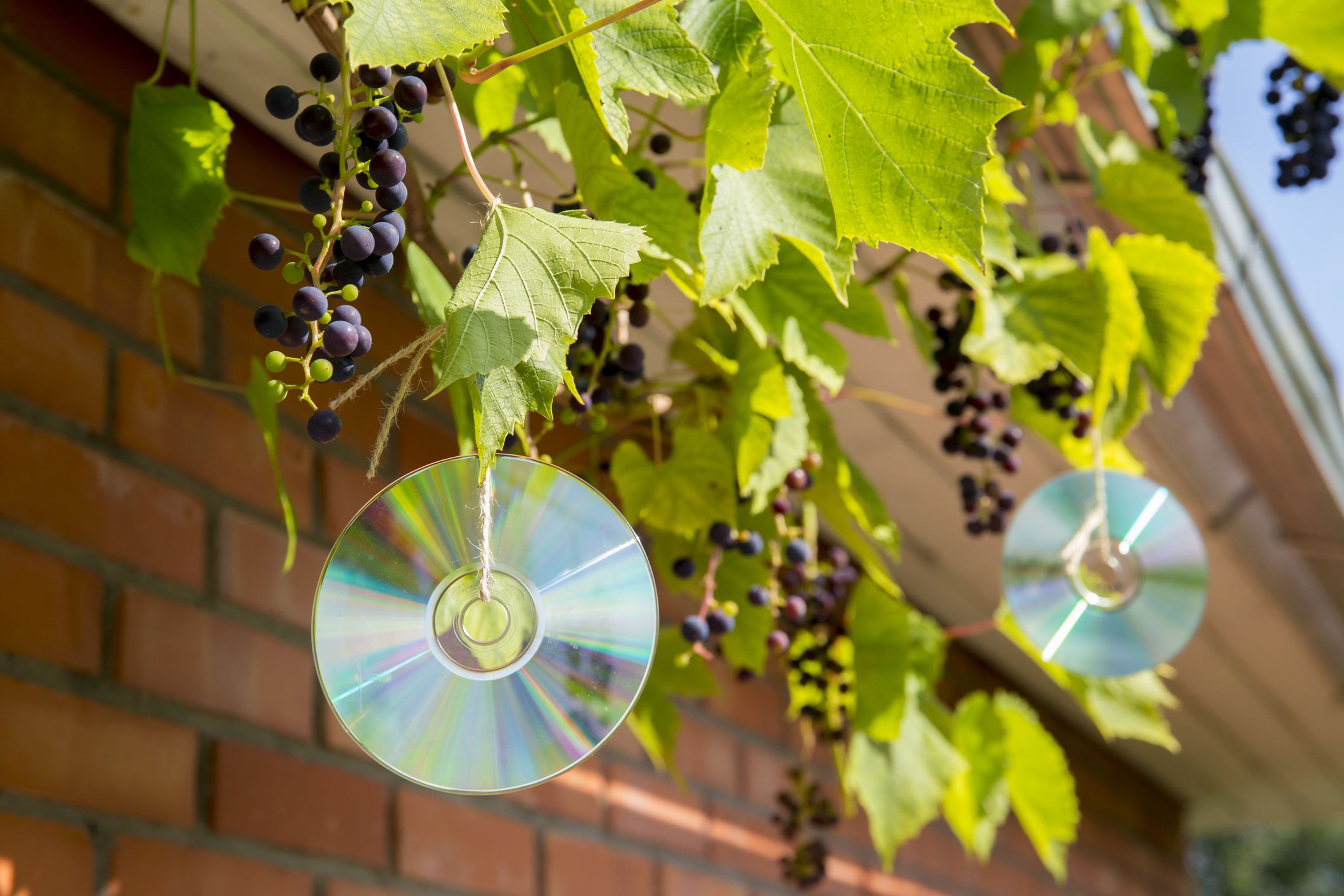 Two compact discs being hung from grape plant as a homemade reflective bird repellent with brick house in the background