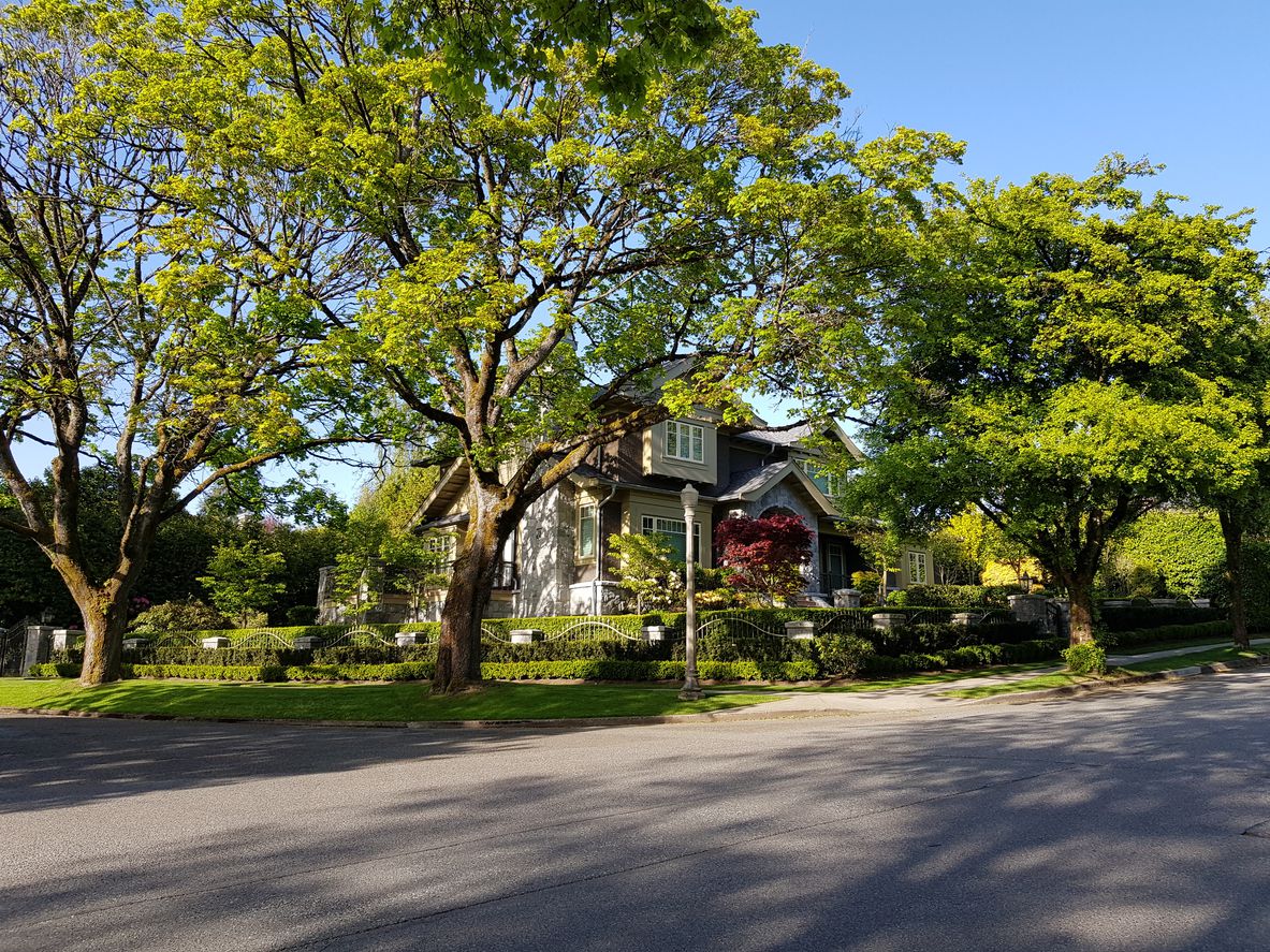 house with trees