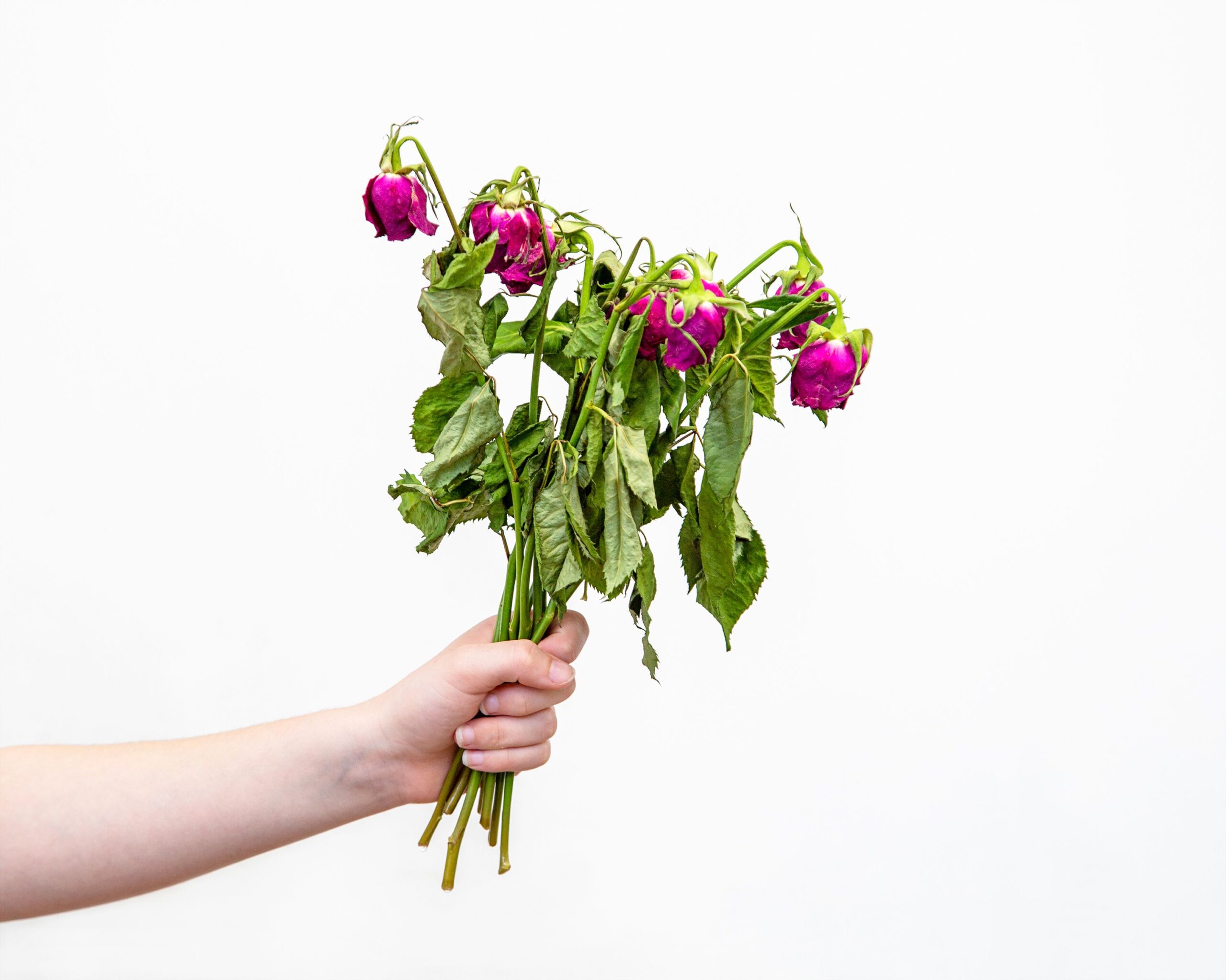 Hand holding a bunch of pink roses that are dying and wilted, isolated on white background