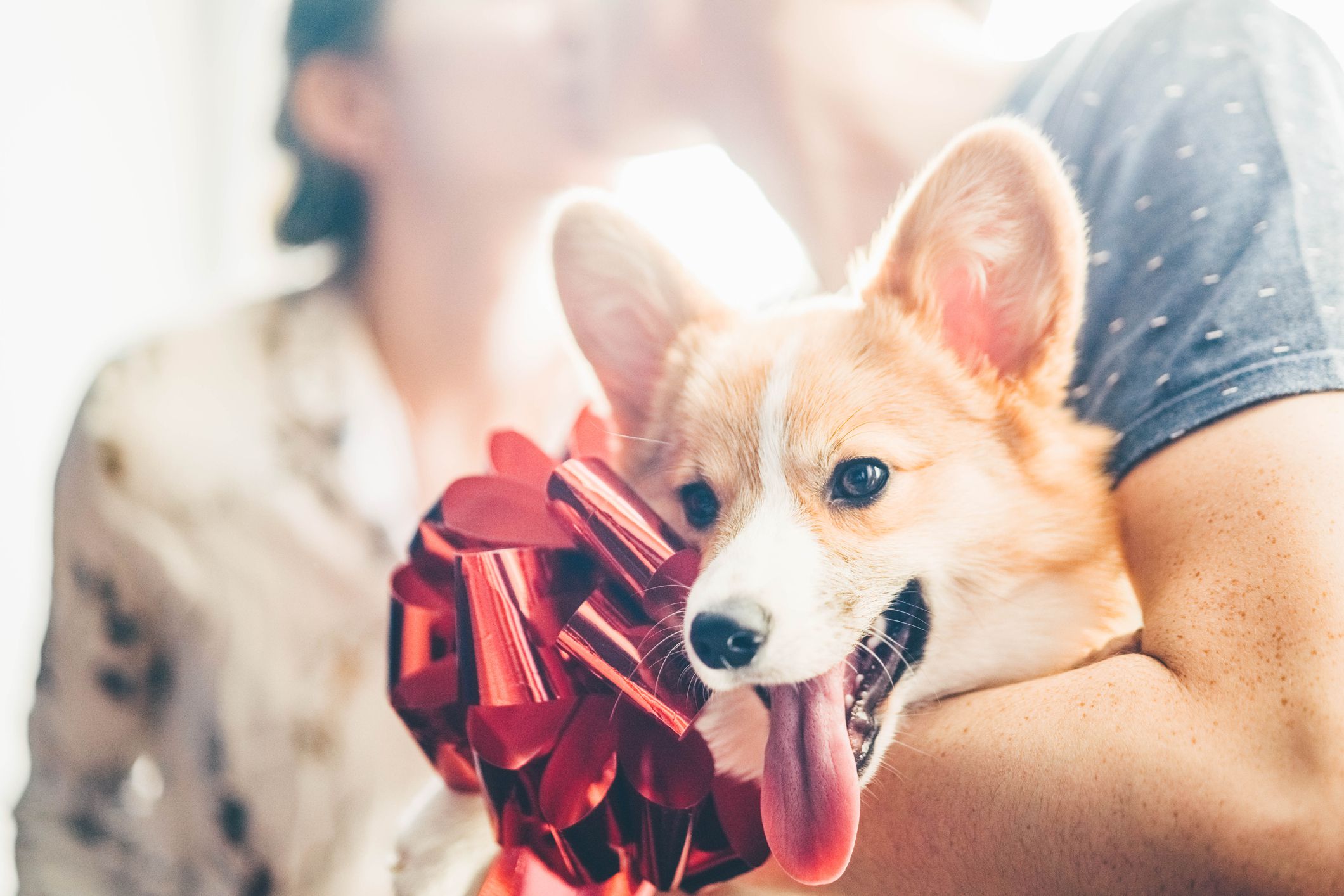Boyfriend giving to girlfriend corgi dog as present.