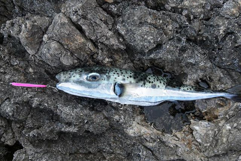 Silver Stripe Blaasop