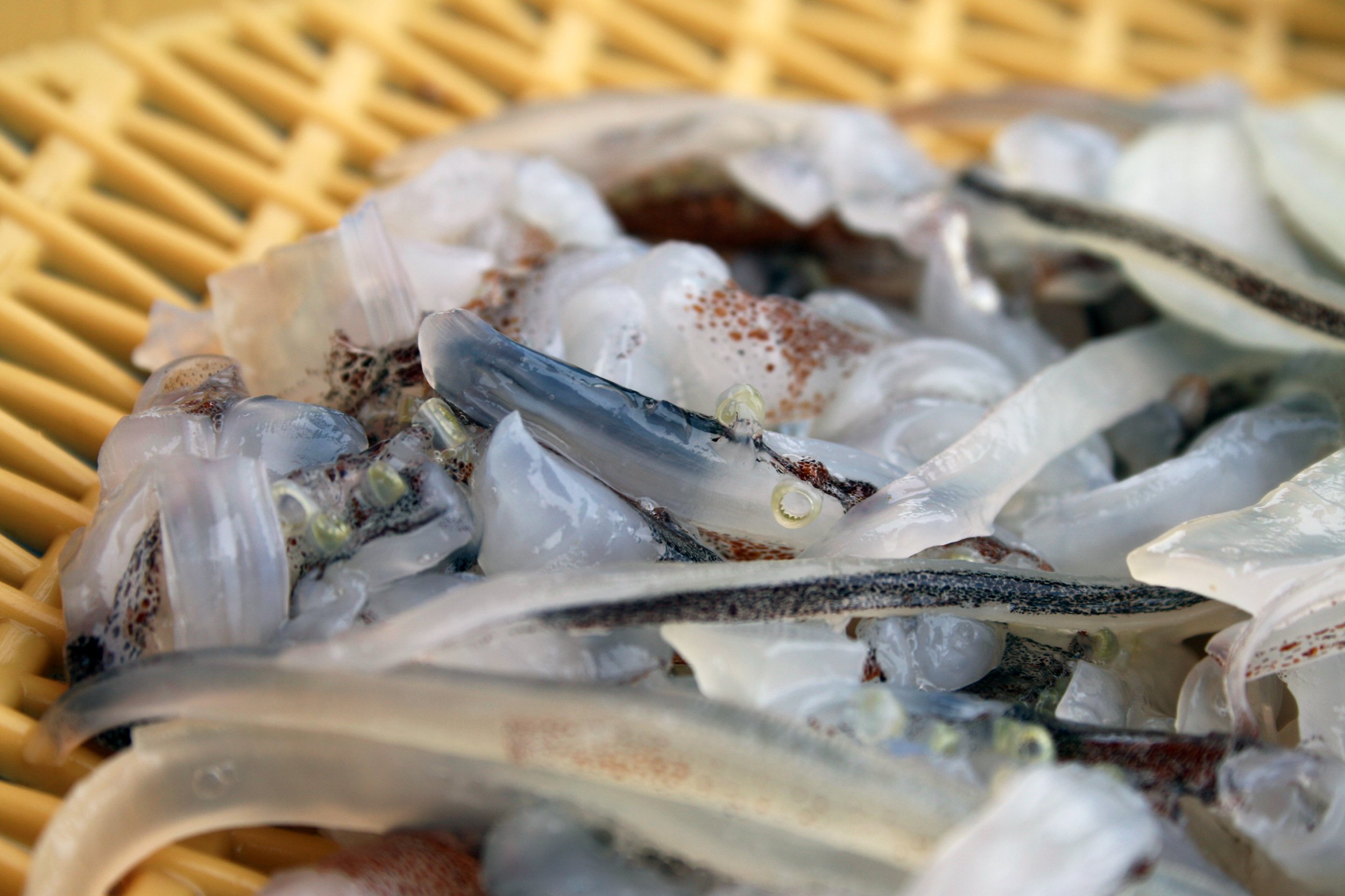 San-Nakji (Live Octopus)