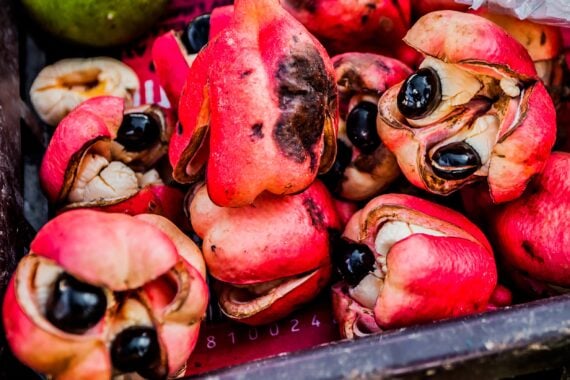A pile of open ackee fruit pods revealing cream-colored flesh and shiny black seeds inside a plastic crate.