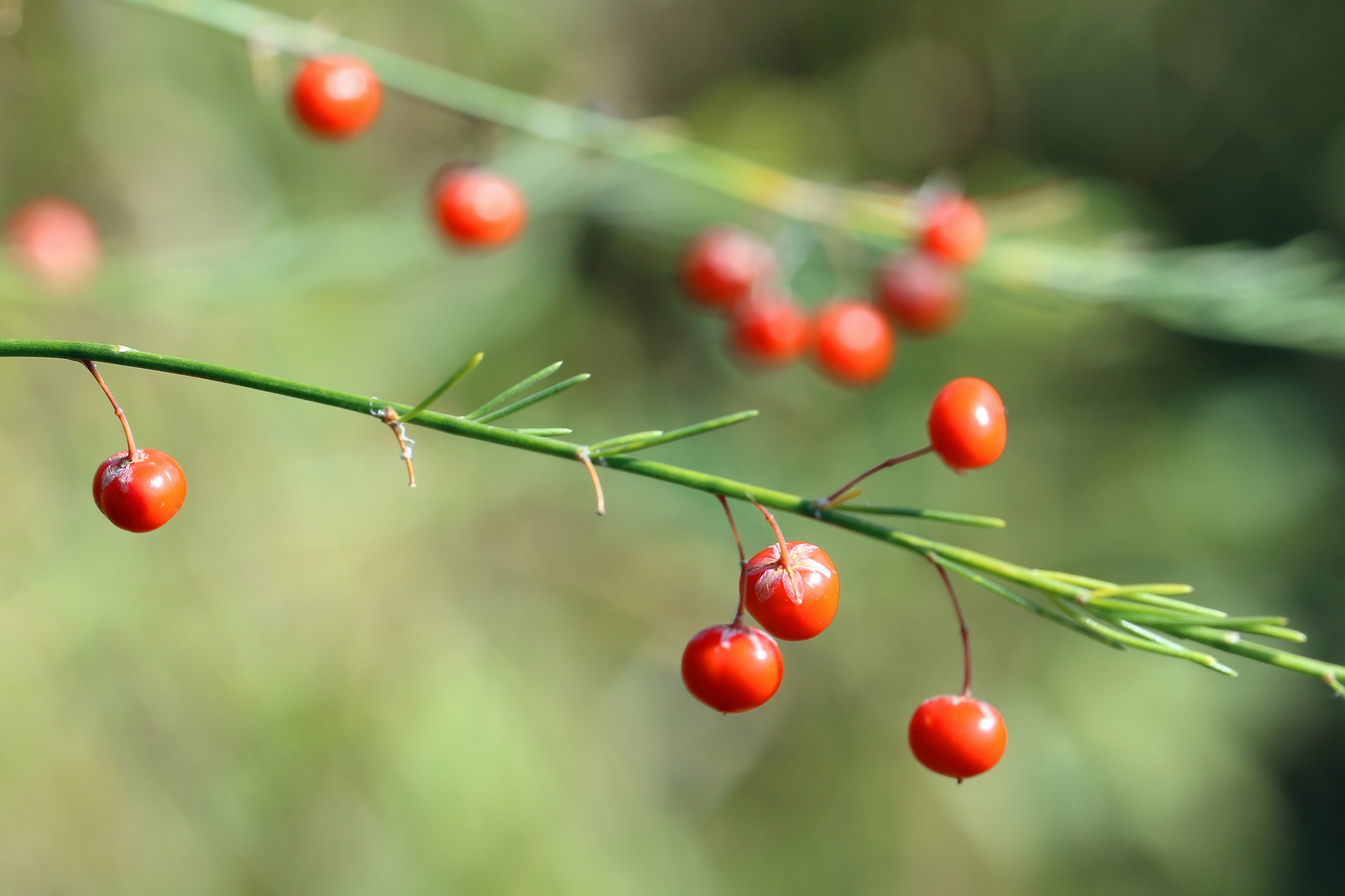 Asparagus Berries