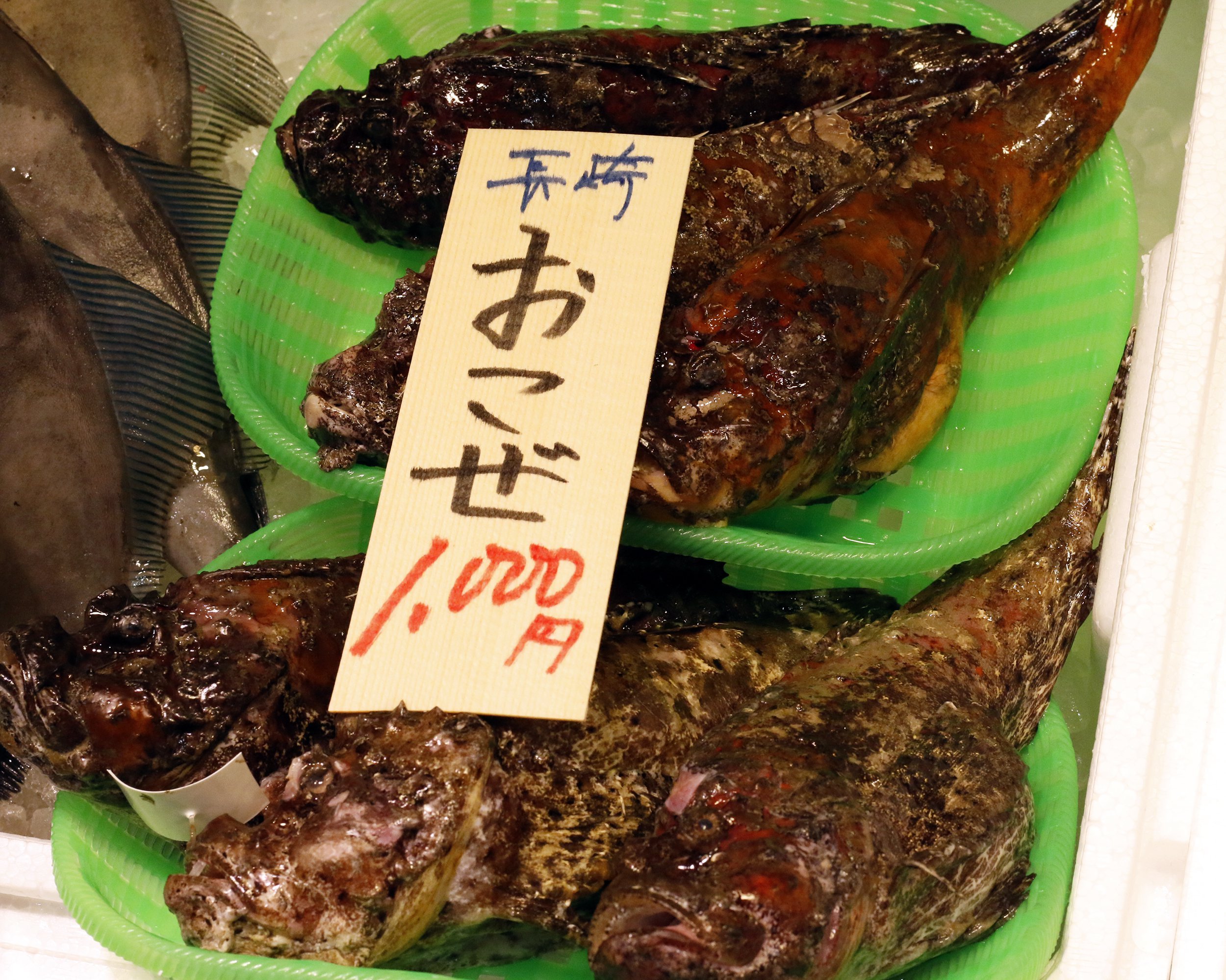 Stonefish