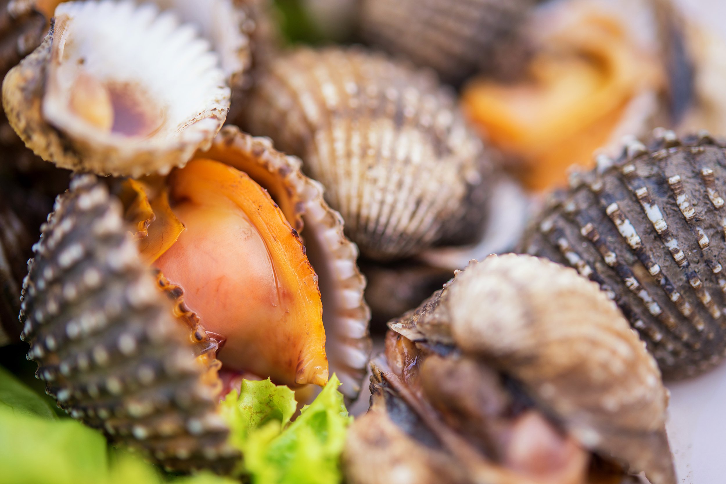 Blood Clams