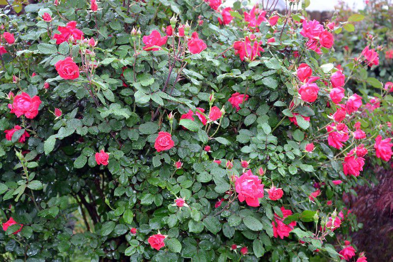 Rose Bush