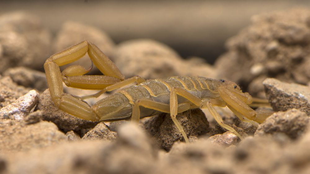 Arizona Bark Scorpion