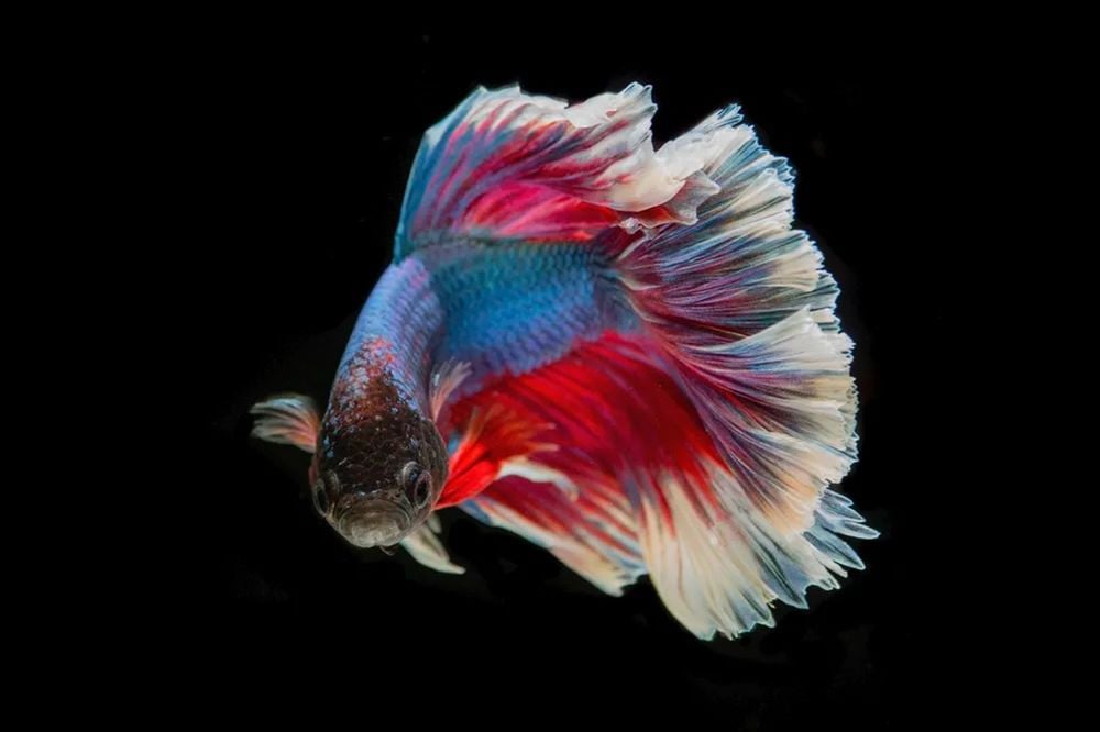 Betta Fish