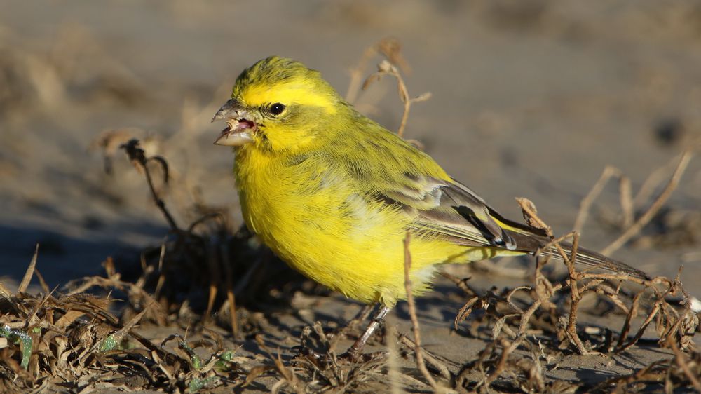 Canary