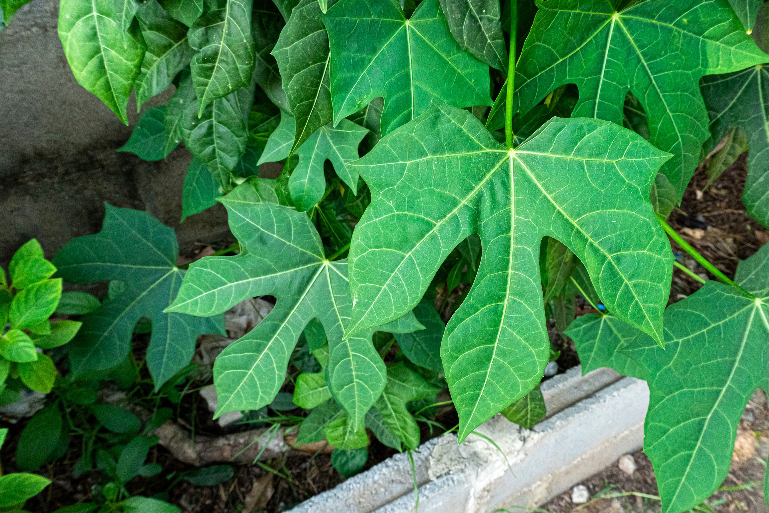 Chaya