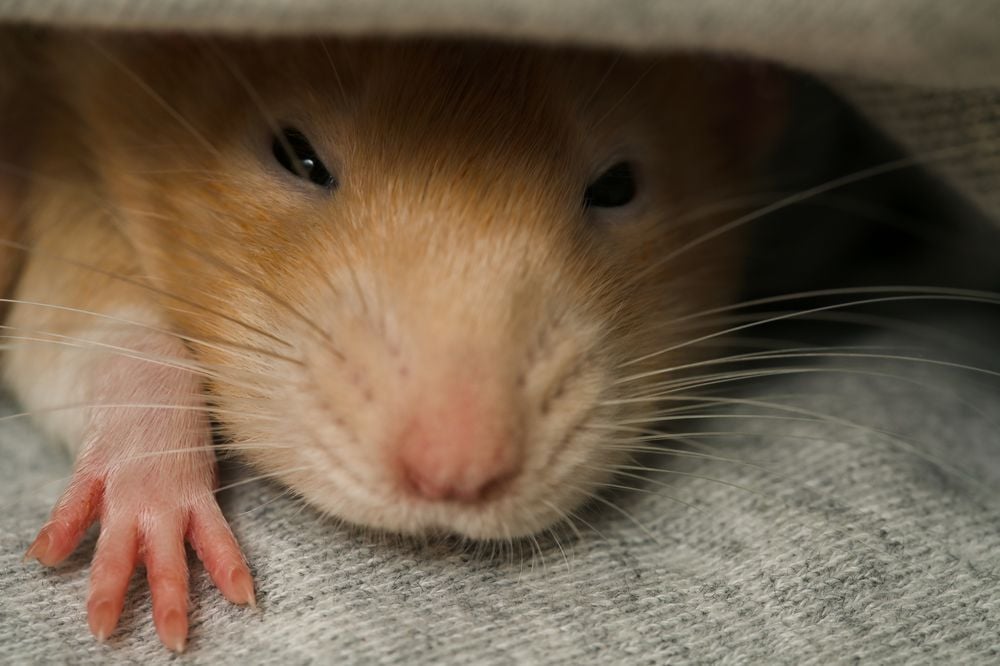 Pet rat