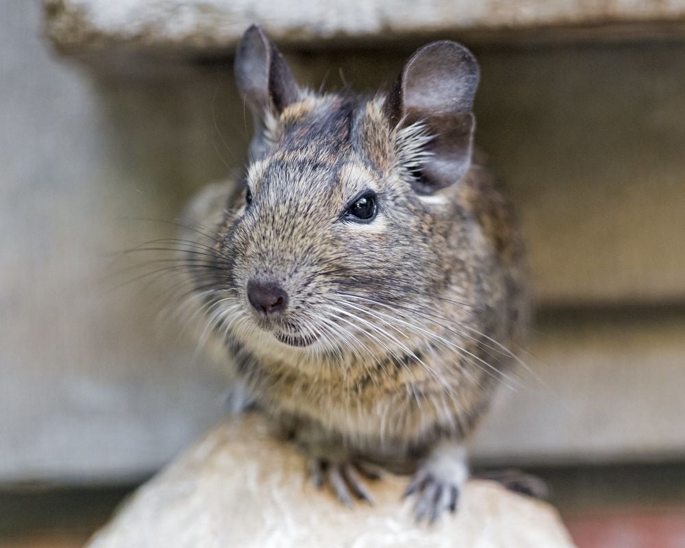 Degu