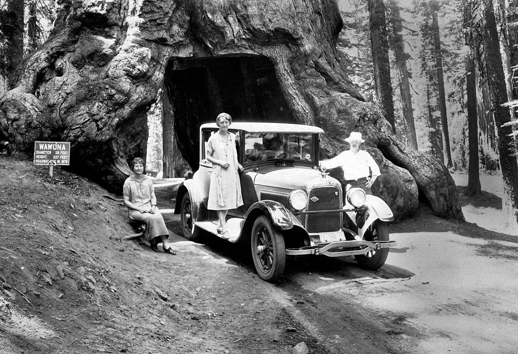 Wawona Tree