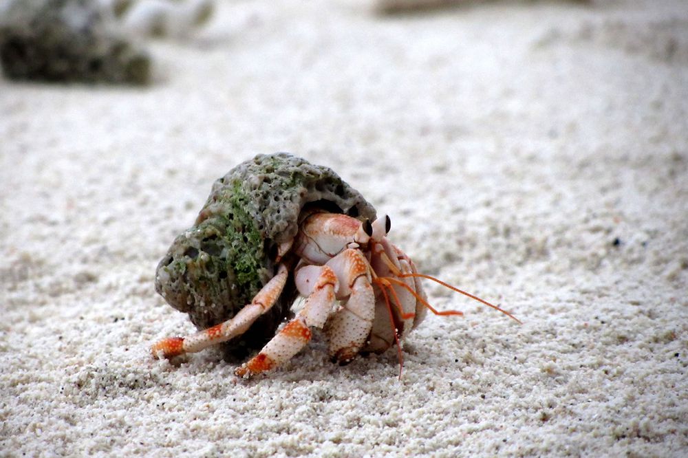 Hermit Crab