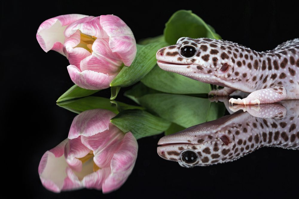 Leopard Gecko