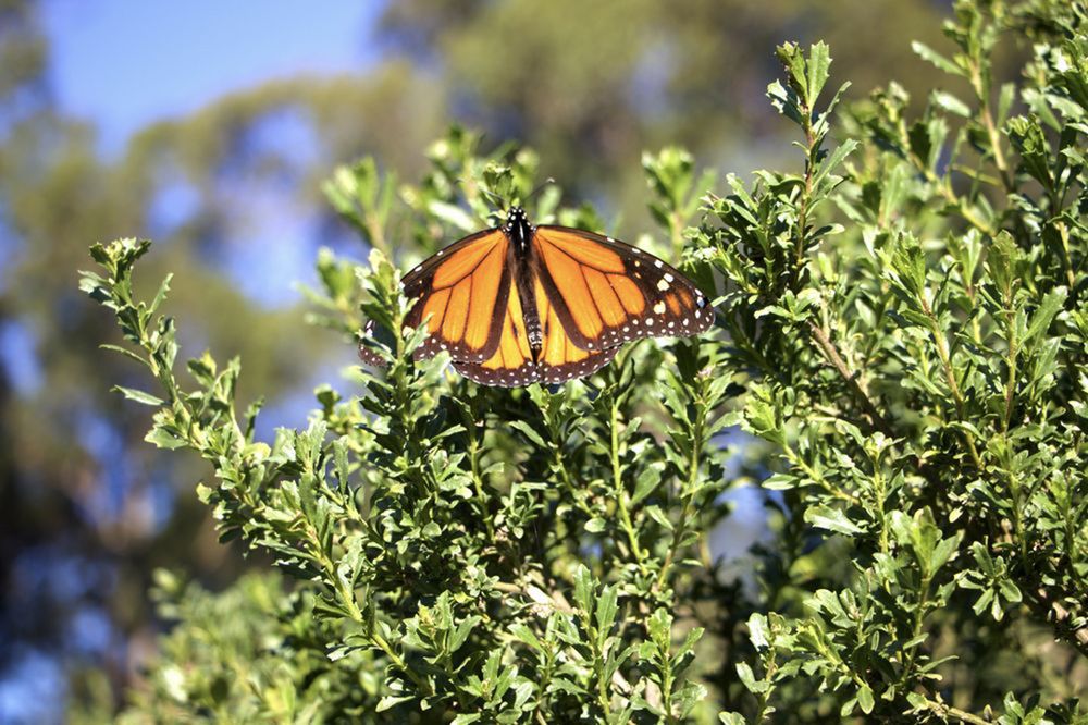 Monarch Butterfly