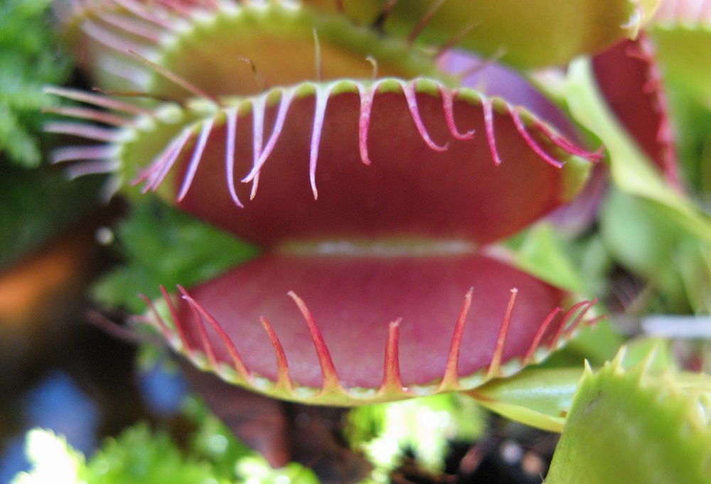Venus Fly Trap