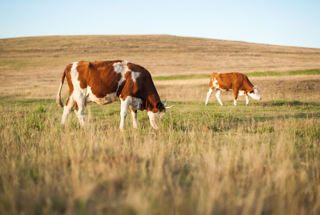 7. Kansas